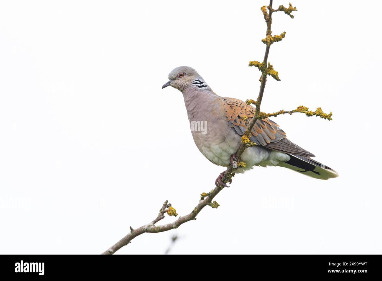 Turtle dove (Streptopelia turtur) Snettisham Norfolk maggio 2024 Foto Stock
