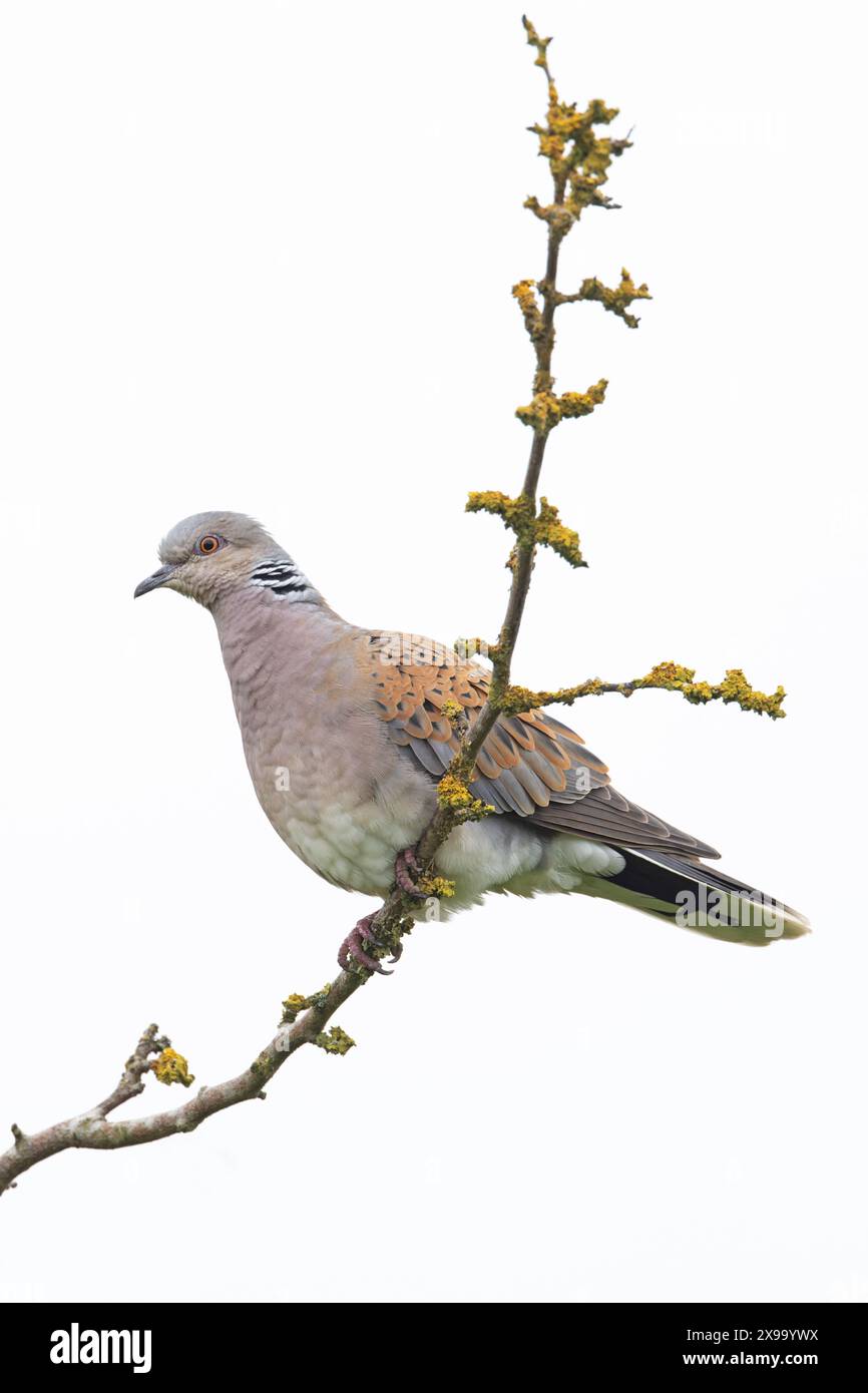 Turtle dove (Streptopelia turtur) Snettisham Norfolk maggio 2024 Foto Stock