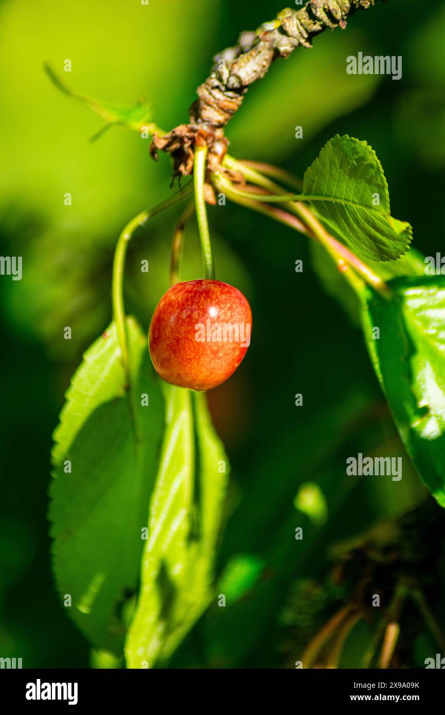 Ciliegio biologico maturo che cresce sull'albero nel frutteto, sano concetto di frutta primaverile con spazio di copia Foto Stock