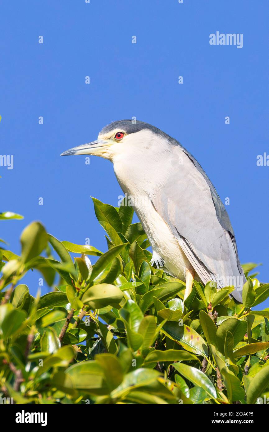 Black-Crown Night Heron o Black-Crown Night-Heron (Nycticorax nycticorax) che prende il sole all'alba, Berg River Estuary, West Coast, Sud Africa Foto Stock