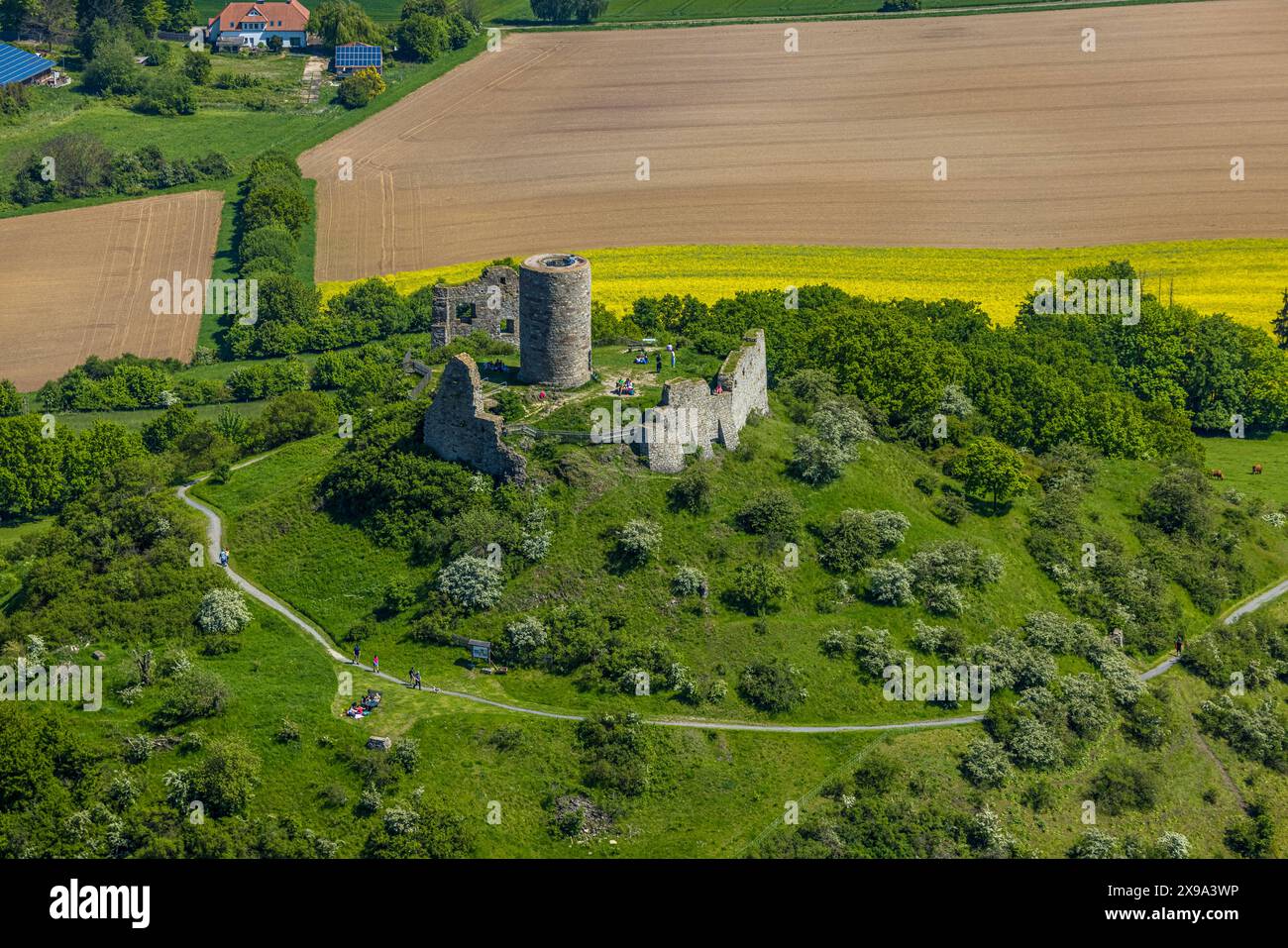 Luftbild, Burg Desenberg auf einem Vulkankegel, historische Sehenswürdigkeit, Ruine einer Höhenburg in der Warburger Börde, Daseburg, Warburg, Ostwestfalen, Nordrhein-Westfalen, Deutschland ACHTUNGxMINDESTHONORARx60xEURO *** Vista aerea, Castello di Desenberg su un cono vulcanico, vista storica, rovine di un castello collinare nella Börde Warburger, Daseburg, Warburg, Westfalia orientale, Renania settentrionale-Vestfalia, Germania ACHTUNGxMINDESTHONORARx60xEURO Foto Stock