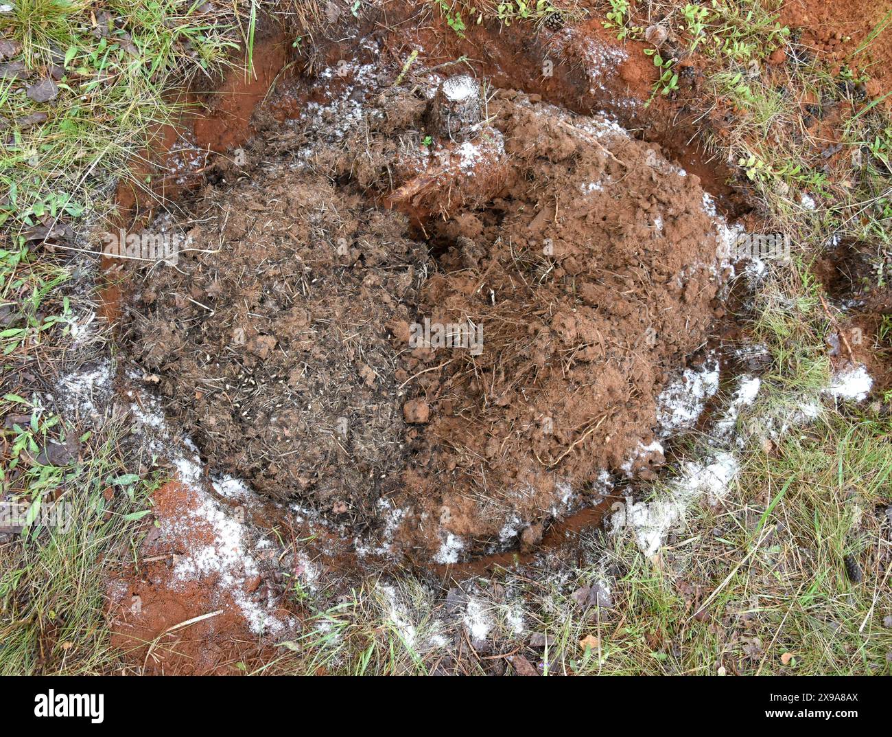 28 maggio 2024, Sassonia-Anhalt, Dessau-Roßlau. Oranienbaum: In un'area boschiva di un sito industriale tra Dessau-Roßlau e Oranienbaum, l'ingegnere orticolo Rosenkranz della "Förder- und Landschaftspflegeverein Biosphärenreservat Mittelelbe" ha trasferito parti di un nido di formica di legno con formiche e uova di formica in un nuovo sito di nido preparato. A causa dei lavori di ampliamento, le formiche protette del tumulo sono state trasferite in un sito di nido preparato a 200 metri di distanza con un vecchio portagioie e zucchero per una fornitura iniziale di cibo. Le formiche di legno rosso, note anche come polizia sanitaria della foresta, consumano Foto Stock