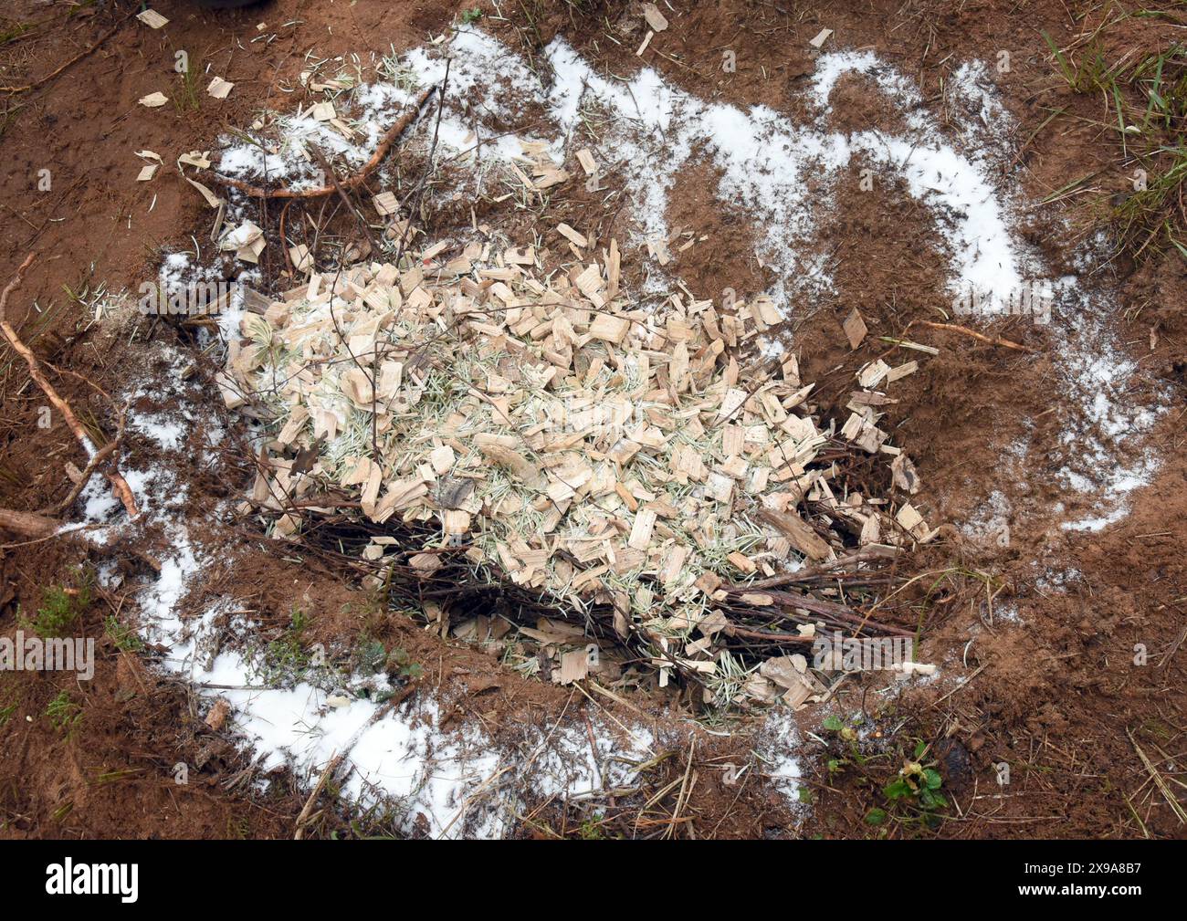28 maggio 2024, Sassonia-Anhalt, Dessau-Roßlau. Oranienbaum: In una zona boschiva di un sito industriale tra Dessau-Roßlau e Oranienbaum, intorno alla collina delle formiche in legno smantellata si trova lo zucchero per le formiche rimanenti. A causa dei lavori di ampliamento, le formiche dell'edificio della collina, che sono sotto protezione naturale, sono state trasferite in un sito di nido preparato a 200 metri di distanza con un vecchio portainnesto e zucchero per la loro prima fornitura di cibo. Le formiche di legno rosso, note anche come polizia sanitaria della foresta, consumano decine di migliaia di larve e caterpillars di parassiti forestali in un'area di nido di 5-20 metri. Foto: Waltraud Grubi Foto Stock