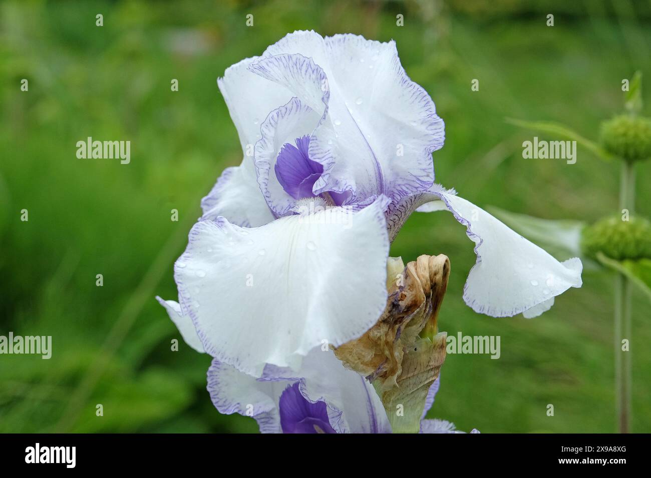 Iris barbuti bianco e viola «glassa viola» in fiore. in fiore Foto Stock