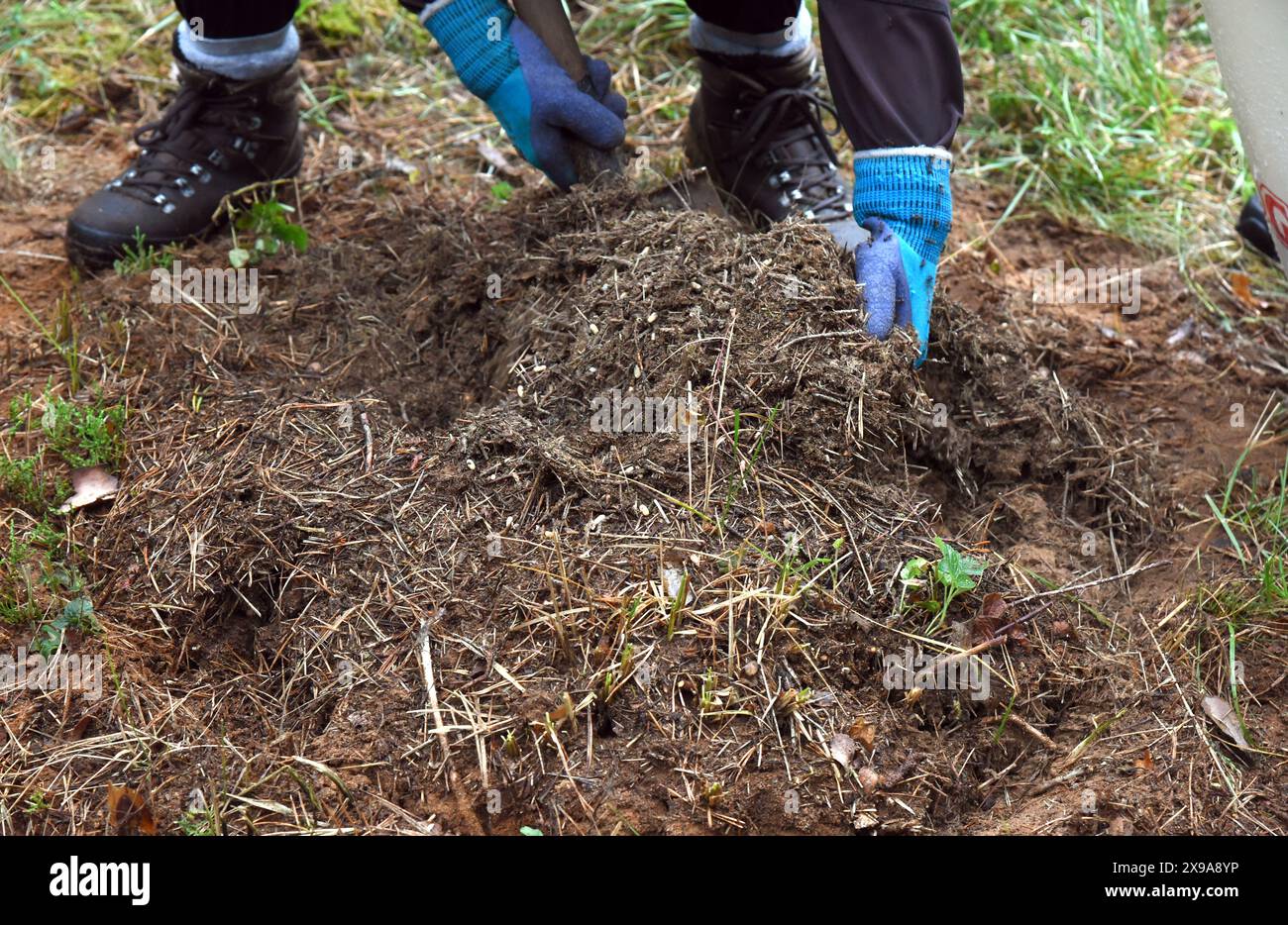 28 maggio 2024, Sassonia-Anhalt, Dessau-Roßlau. Oranienbaum: In un'area boschiva di un sito industriale tra Dessau-Roßlau e Oranienbaum, l'ingegnere orticolo Frigga Rosenkranz del "Förder- und Landschaftspflegeverein Biosphärenreservat Mittelelbe e.V." rimuove con cura parti di un nido da un tumulo di formiche di legno contenente formiche e uova di formiche per contenitori. A causa dei lavori di ampliamento, le formiche protette del tumulo sono state trasferite in un luogo di nido preparato a 200 metri di distanza con un vecchio portainnesto e zucchero per la loro prima fornitura di cibo. Le formiche di legno rosso, che sono anche note come la polizia sanitaria del f Foto Stock
