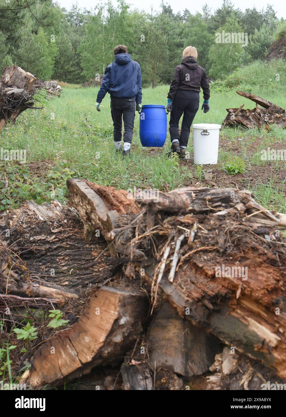 28 maggio 2024, Sassonia-Anhalt, Dessau-Roßlau. Oranienbaum: In una zona boschiva di un sito industriale tra Dessau-Roßlau e Oranienbaum, l'ingegnere orticolo Frigga Rosenkranz (a sinistra) della "Förder- und Landschaftspflegeverein Biosphärenreservat Mittelelbe e.V." e Julius Schmidt, che sta completando il suo anno ecologico volontario, trasporta con cura parti di nido scavate di un tumulo di formiche di legno in contenitori nel nuovo sito di nido. A causa dei lavori di ampliamento, le formiche protette del tumulo sono state trasferite in un luogo di nido preparato a 200 metri di distanza con un vecchio portainnesto e zucchero per la loro prima fornitura di cibo. T Foto Stock