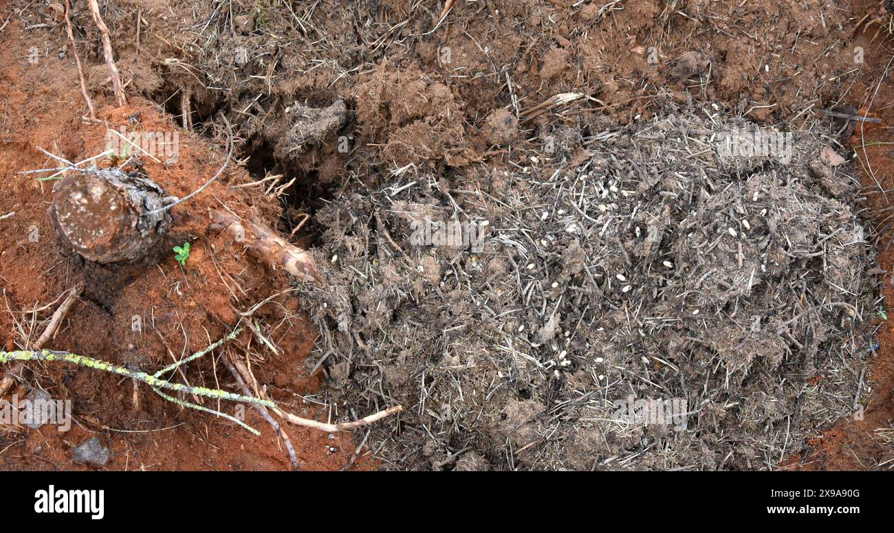 28 maggio 2024, Sassonia-Anhalt, Dessau-Roßlau. Oranienbaum: In un'area boschiva di un sito industriale tra Dessau-Roßlau e Oranienbaum, l'ingegnere orticolo Frigga Rosenkranz del "Förder- und Landschaftspflegeverein Biosphärenreservat Mittelelbe e.V." ha trasferito parti di un nido di formica di legno con formiche e uova di formica in un nuovo nido preparato. A causa dei lavori di ampliamento, le formiche protette del tumulo sono state trasferite in un sito di nido preparato a 200 metri di distanza con un vecchio portagioie e zucchero per una fornitura iniziale di cibo. Le formiche di legno rosso, note anche come polizia sanitaria della foresta Foto Stock