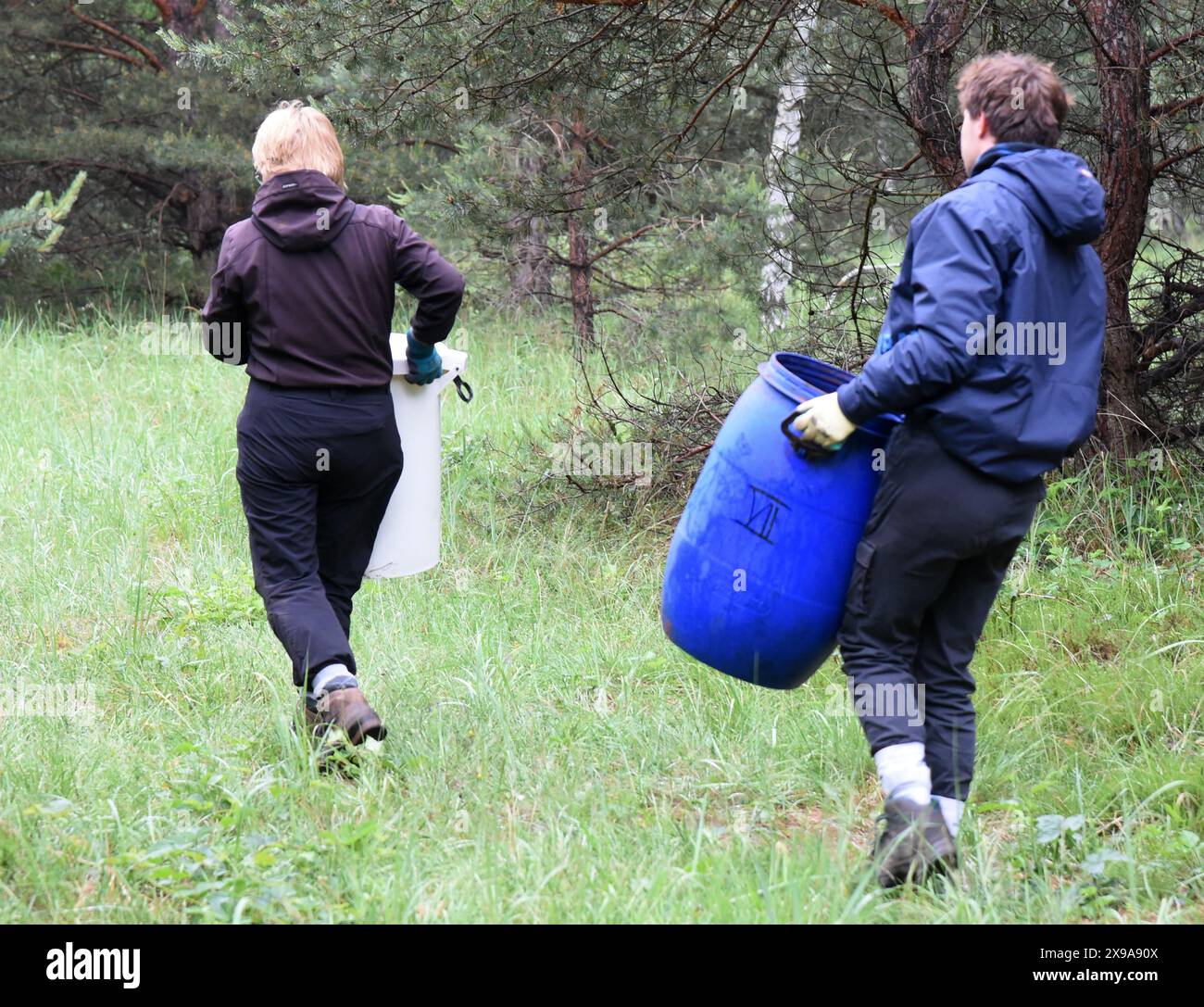 28 maggio 2024, Sassonia-Anhalt, Dessau-Roßlau. Oranienbaum: In una zona boschiva di un sito industriale tra Dessau-Roßlau e Oranienbaum, l'ingegnere orticolo Frigga Rosenkranz (a sinistra) della "Förder- und Landschaftspflegeverein Biosphärenreservat Mittelelbe e.V." e Julius Schmidt, che sta completando il suo anno ecologico volontario, trasporta con cura parti di nido scavate di un tumulo di formiche di legno in contenitori nel nuovo sito di nido. A causa dei lavori di ampliamento, le formiche protette del tumulo sono state trasferite in un luogo di nido preparato a 200 metri di distanza con un vecchio portainnesto e zucchero per la loro prima fornitura di cibo. T Foto Stock