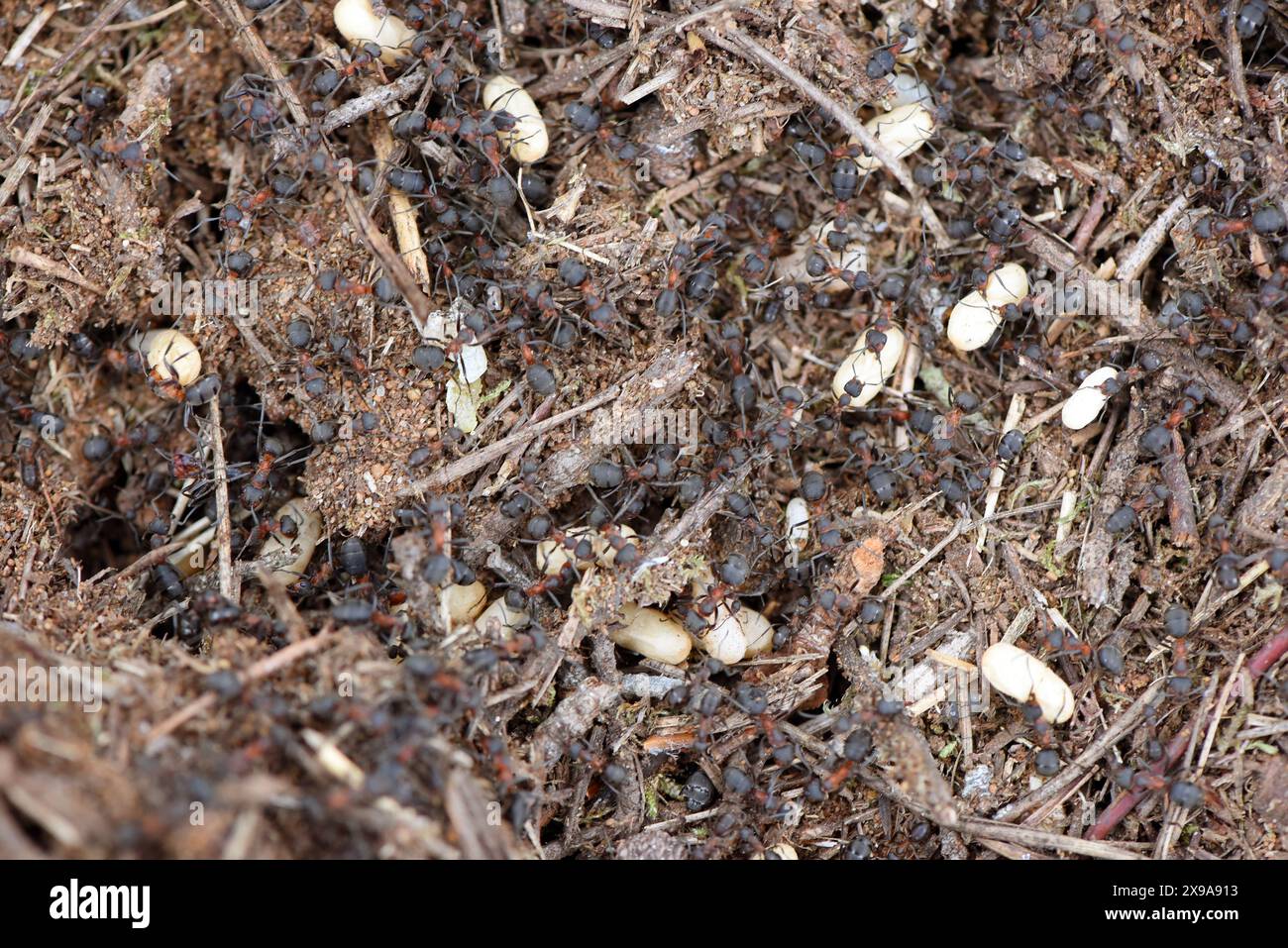 28 maggio 2024, Sassonia-Anhalt, Dessau-Roßlau. Oranienbaum: In un'area boschiva di un sito industriale tra Dessau-Roßlau e Oranienbaum, l'ingegnere orticolo Frigga Rosenkranz del "Förder- und Landschaftspflegeverein Biosphärenreservat Mittelelbe e.V." ha trasferito parti di un nido di formica di legno con formiche e uova di formica in un nuovo nido preparato. A causa dei lavori di ampliamento, le formiche protette del tumulo sono state trasferite in un sito di nido preparato a 200 metri di distanza con un vecchio portagioie e zucchero per una fornitura iniziale di cibo. Le formiche di legno rosso, note anche come polizia sanitaria della foresta Foto Stock
