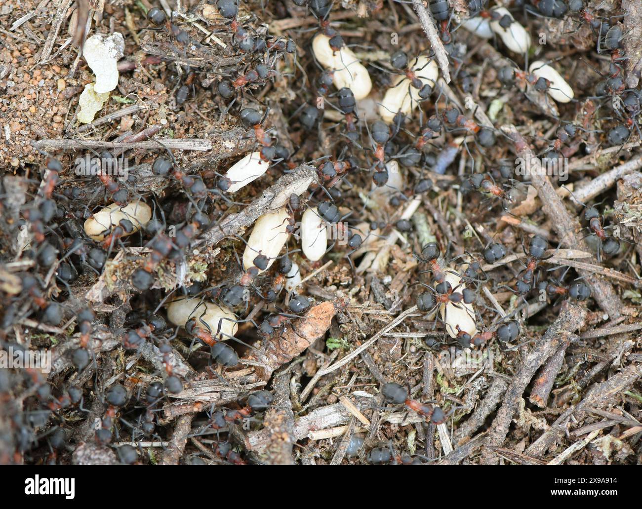 28 maggio 2024, Sassonia-Anhalt, Dessau-Roßlau. Oranienbaum: In un'area boschiva di un sito industriale tra Dessau-Roßlau e Oranienbaum, l'ingegnere orticolo Frigga Rosenkranz del "Förder- und Landschaftspflegeverein Biosphärenreservat Mittelelbe e.V." ha trasferito parti di un nido di formica di legno con formiche e uova di formica in un nuovo nido preparato. A causa dei lavori di ampliamento, le formiche protette del tumulo sono state trasferite in un sito di nido preparato a 200 metri di distanza con un vecchio portagioie e zucchero per una fornitura iniziale di cibo. Le formiche di legno rosso, note anche come polizia sanitaria della foresta Foto Stock