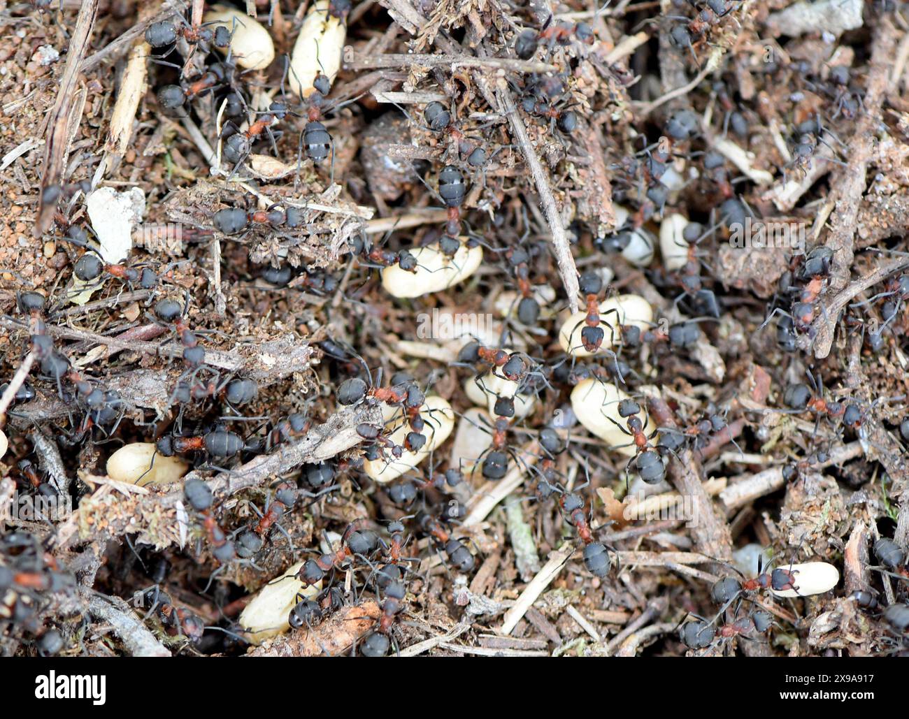 28 maggio 2024, Sassonia-Anhalt, Dessau-Roßlau. Oranienbaum: In un'area boschiva di un sito industriale tra Dessau-Roßlau e Oranienbaum, l'ingegnere orticolo Frigga Rosenkranz del "Förder- und Landschaftspflegeverein Biosphärenreservat Mittelelbe e.V." ha trasferito parti di un nido di formica di legno con formiche e uova di formica in un nuovo nido preparato. A causa dei lavori di ampliamento, le formiche protette del tumulo sono state trasferite in un sito di nido preparato a 200 metri di distanza con un vecchio portagioie e zucchero per una fornitura iniziale di cibo. Le formiche di legno rosso, note anche come polizia sanitaria della foresta Foto Stock