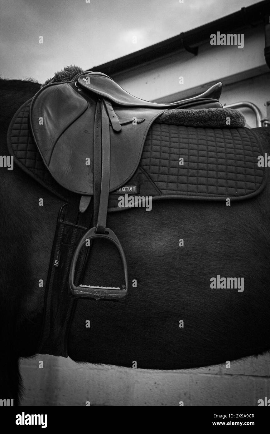 cavalli ed equestri Foto Stock
