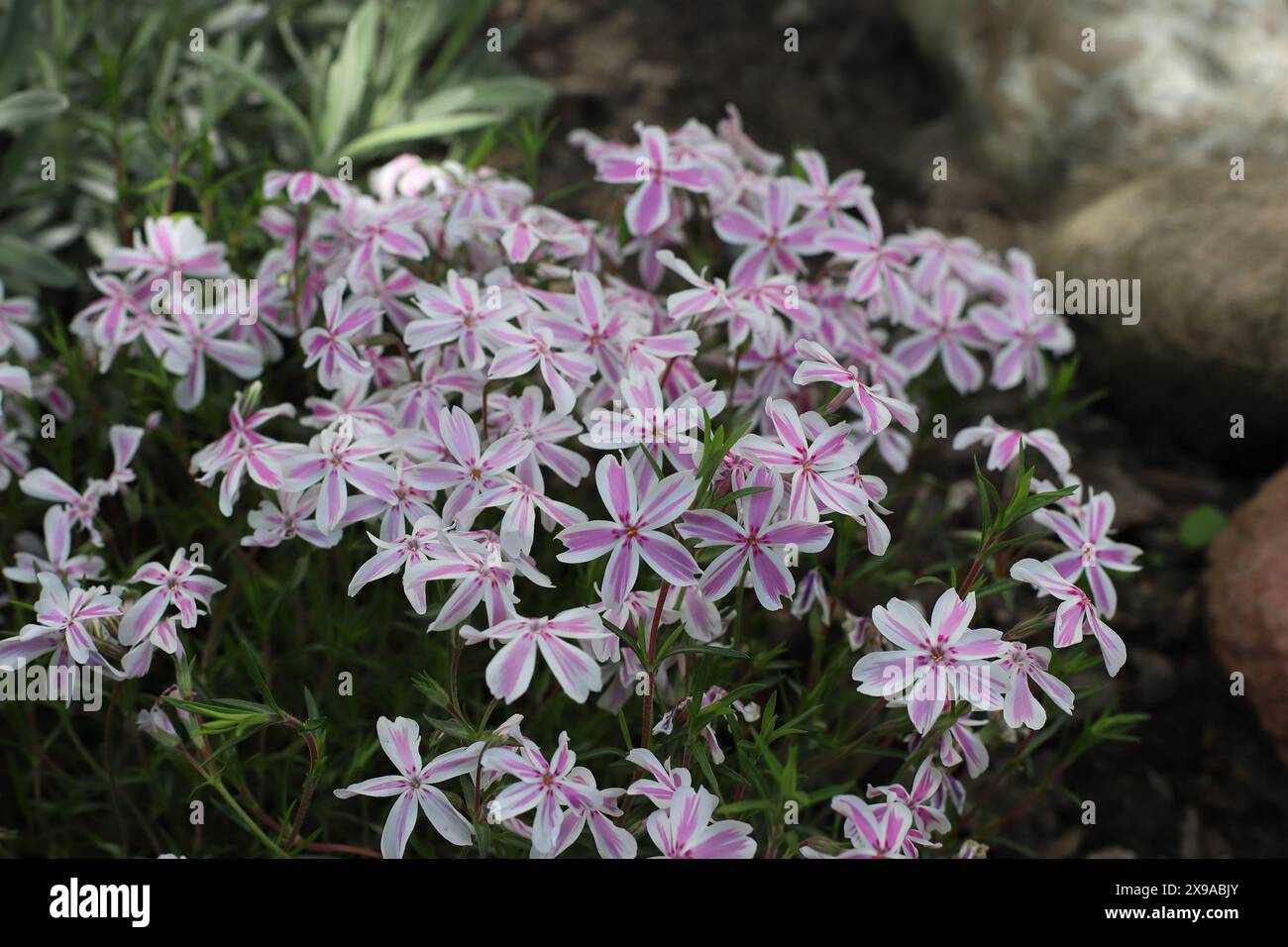 Primo piano di una bellissima pianta Phlox subulata in fiore bianco-rosa in un letto da giardino Foto Stock