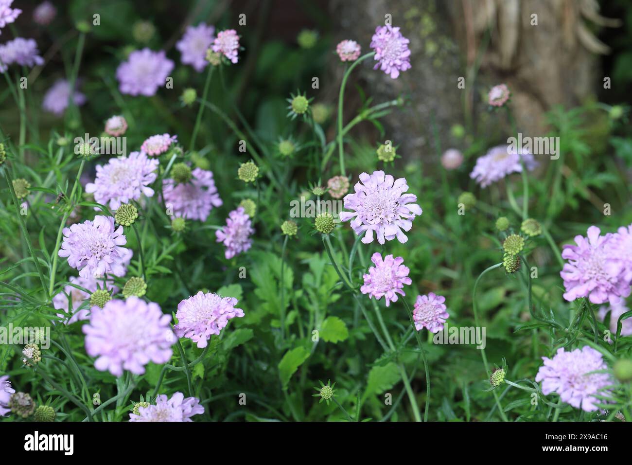 Shot di una morbida columbaria Skabiosa in fiore viola in un letto da giardino Foto Stock