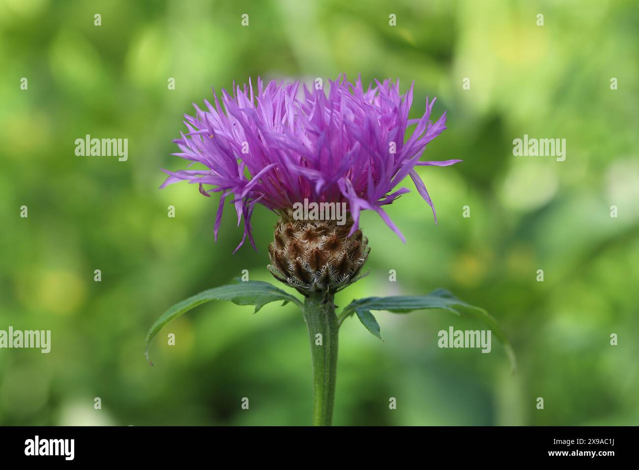 Primo piano di un bellissimo fiore centaurea viola su uno sfondo sfocato e illuminato dal sole Foto Stock