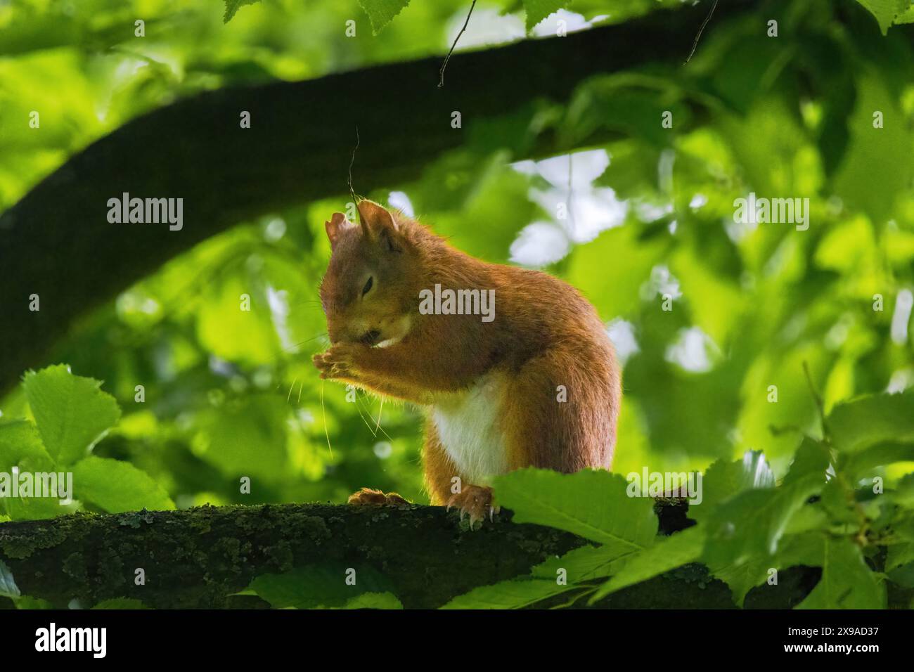 carino giovane scoiattolo ritratto su albero al parco Foto Stock