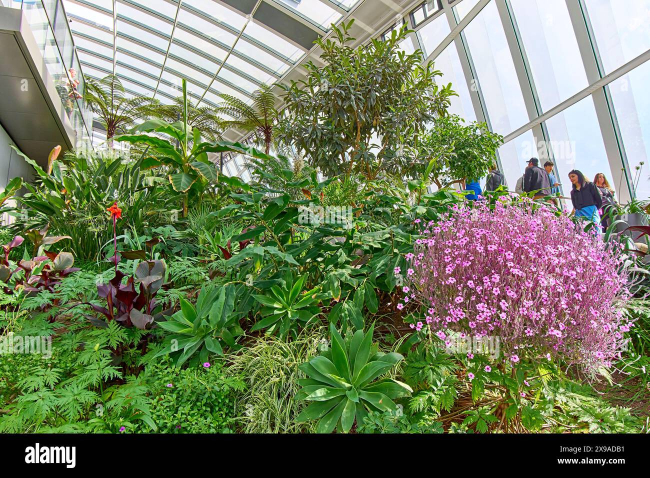 Sky Garden London, grattacielo Walkie Talkie, alto 155 metri, giardino sul tetto con fiori e arbusti colorati Foto Stock