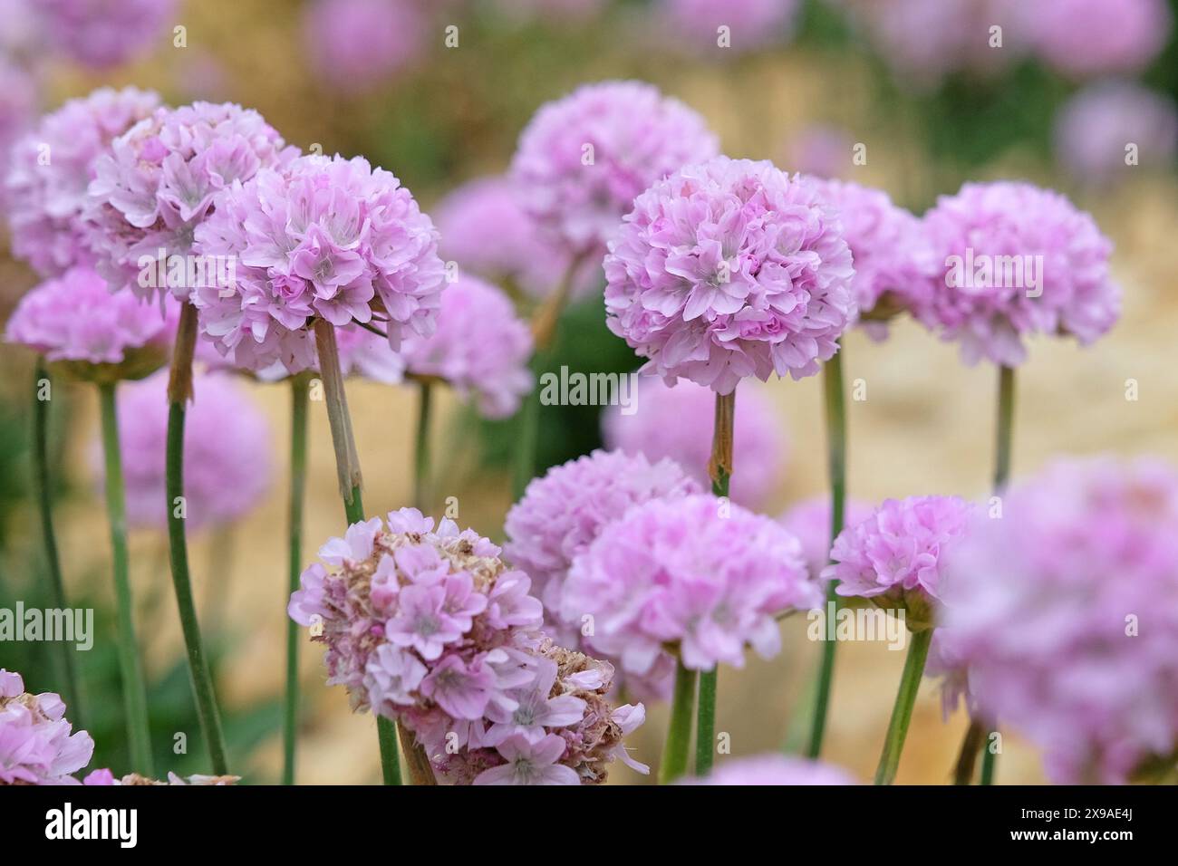 Armeria pseudarmeria «Sweet Dreams», nota anche come cuscino da donna, thrift o rosa marino nel fiore. Foto Stock
