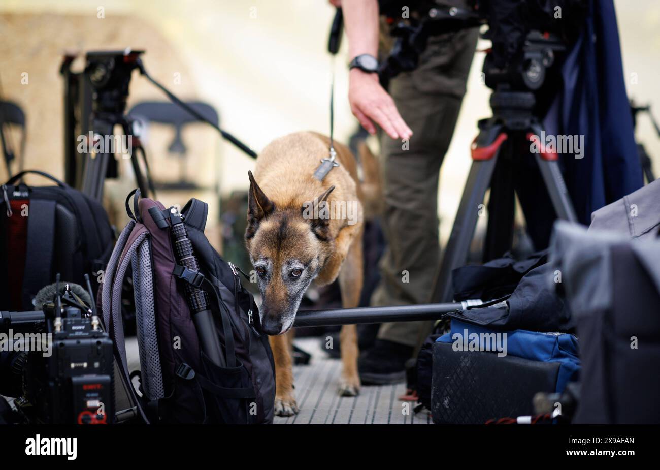 Ein Diensthund litauischer Kraefte sucht, vorbereitend fuer einen Ministerbesuch, nach Explosivstoffen im Equipment von internationalen Journalistinnen und Journalisten und Besucherinnen und Besucherinnen. Aufgenommen waehrend des NATO-Grossmanoevers Steadfast Defender und dem deutschen Anteil Quadriga 2024 a Pabrade, 29.05.2024. Pabrade Litauen *** Un cane di servizio delle forze lituane cerca esplosivi nell'equipaggiamento di giornalisti e visitatori internazionali in preparazione di una visita ministeriale effettuata durante la Grand Manoeuvre NATO Steadfast Defender e la parte tedesca Quadriga 2024 in Foto Stock