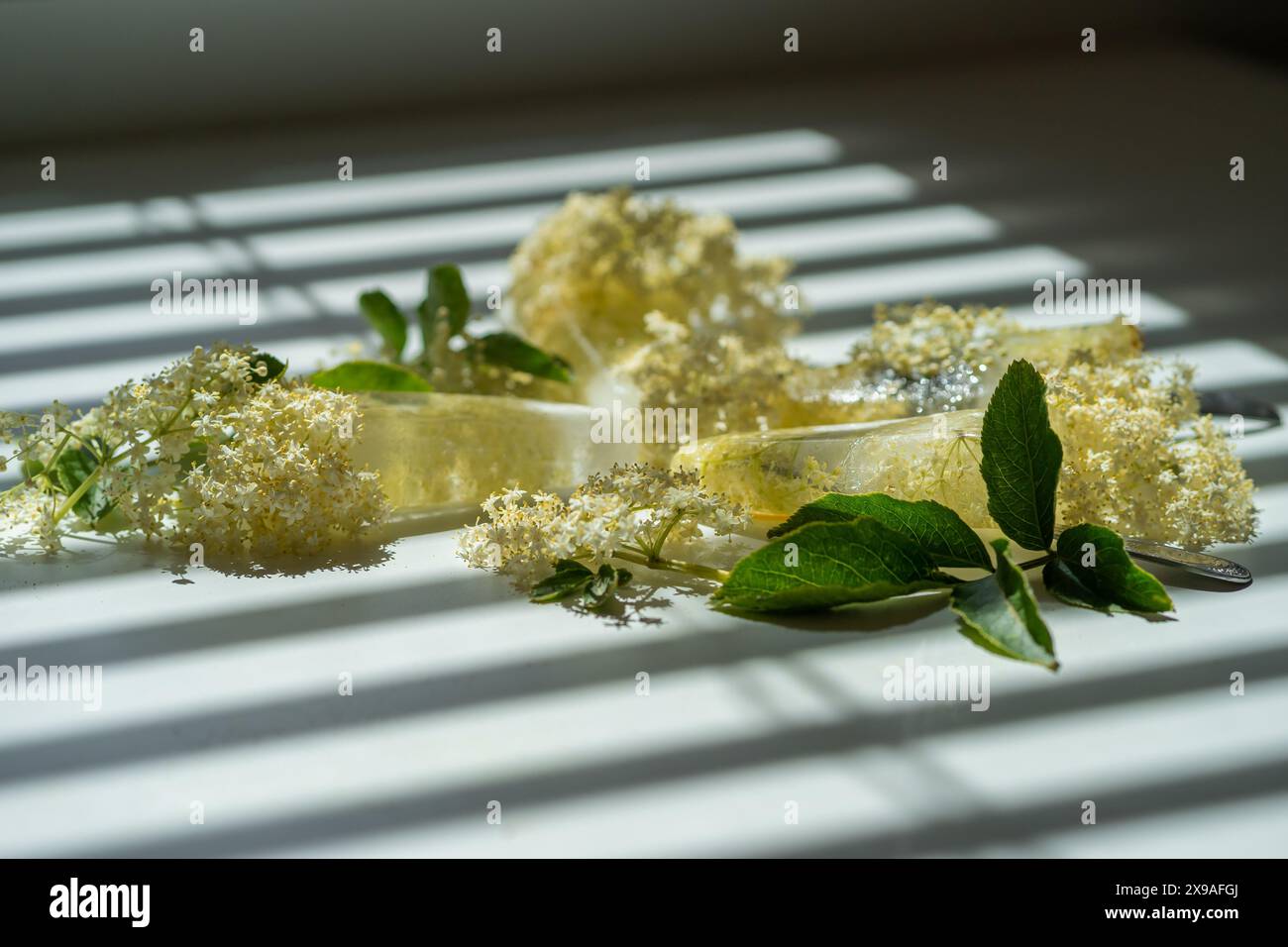 Fiori di sambuco bianchi congelati in acqua sotto forma di gelato su un tavolo bianco. Foto Stock