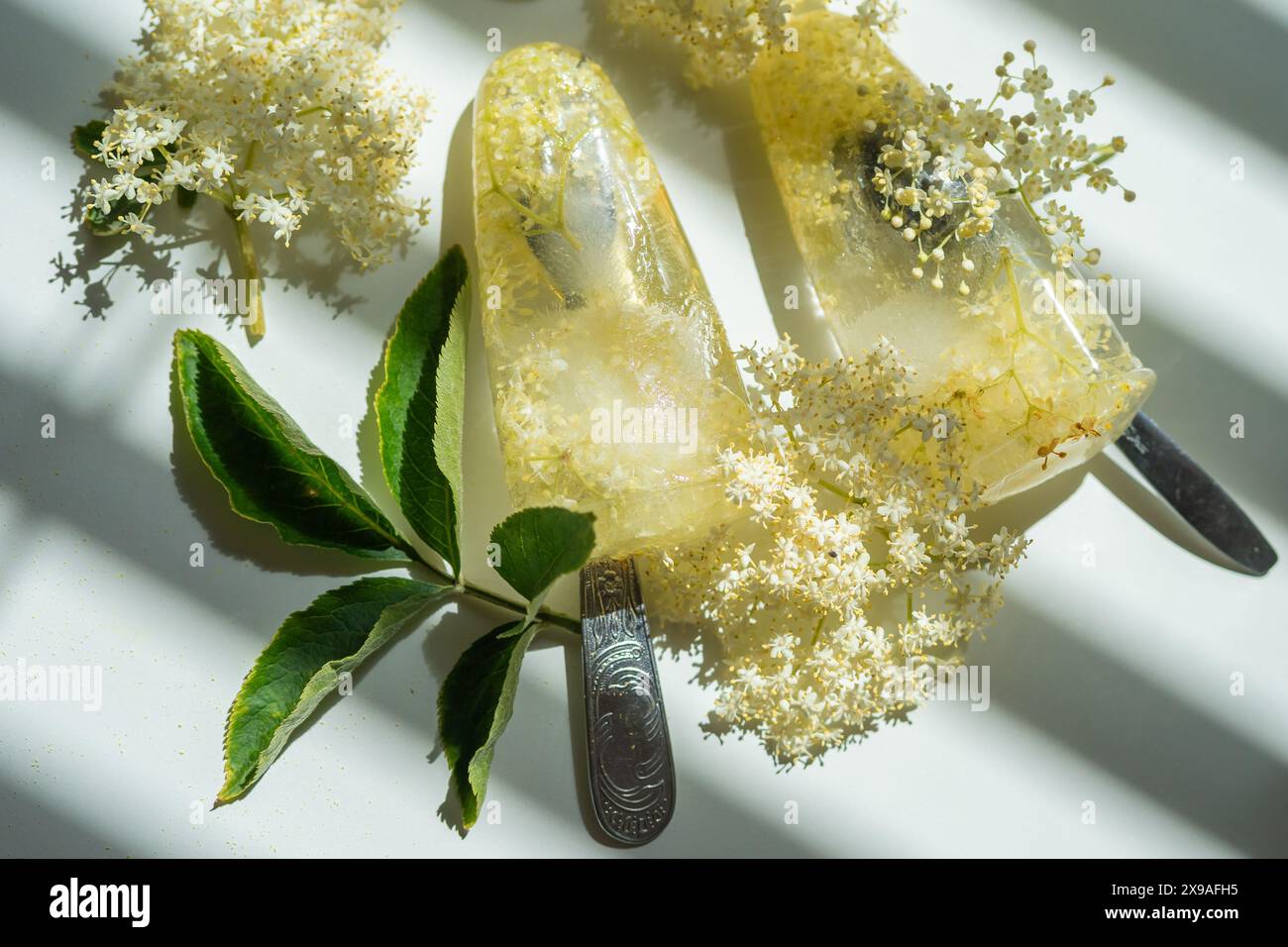 Fiori di sambuco bianchi congelati in acqua sotto forma di gelato su un tavolo bianco. Foto Stock