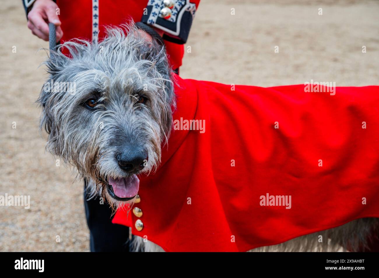 Londra, Regno Unito. 30 maggio 2024. Irish Guards Regimental Mascot, l'irlandese Wolfhound Turlough Mor (Seamus) con il suo gestore - la revisione della Brigata maggiore della Household Division per verificare che le truppe siano dello standard richiesto prima di esibirsi al pubblico le recensioni a biglietto culminanti con Trooping the Colour il 15 giugno. Numero 9 compagnia truppa i loro colori. Crediti: Guy Bell/Alamy Live News Foto Stock