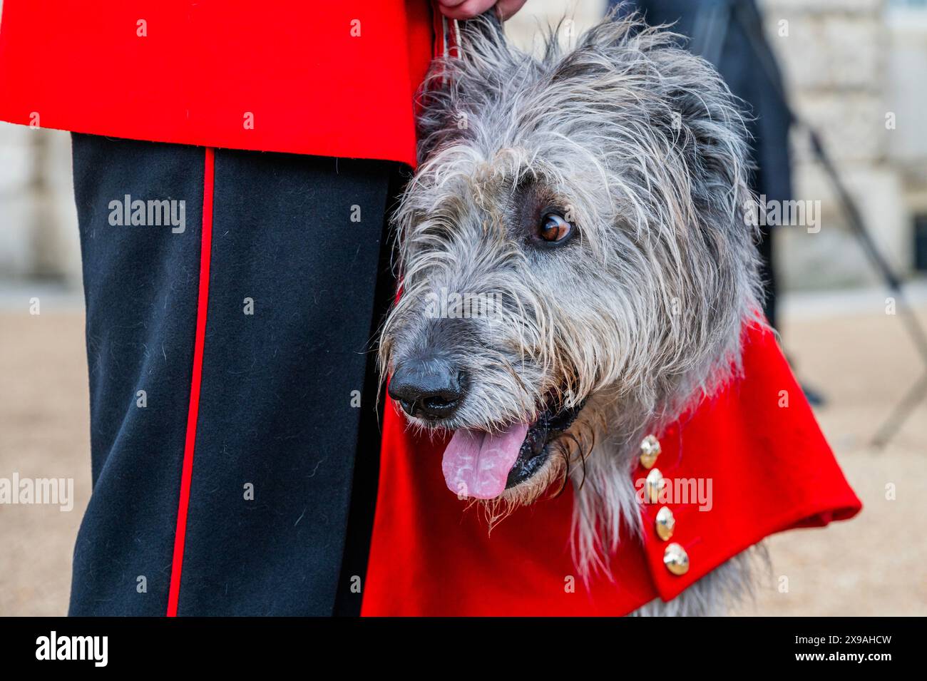 Londra, Regno Unito. 30 maggio 2024. Irish Guards Regimental Mascot, l'irlandese Wolfhound Turlough Mor (Seamus) con il suo gestore - la revisione della Brigata maggiore della Household Division per verificare che le truppe siano dello standard richiesto prima di esibirsi al pubblico le recensioni a biglietto culminanti con Trooping the Colour il 15 giugno. Numero 9 compagnia truppa i loro colori. Crediti: Guy Bell/Alamy Live News Foto Stock