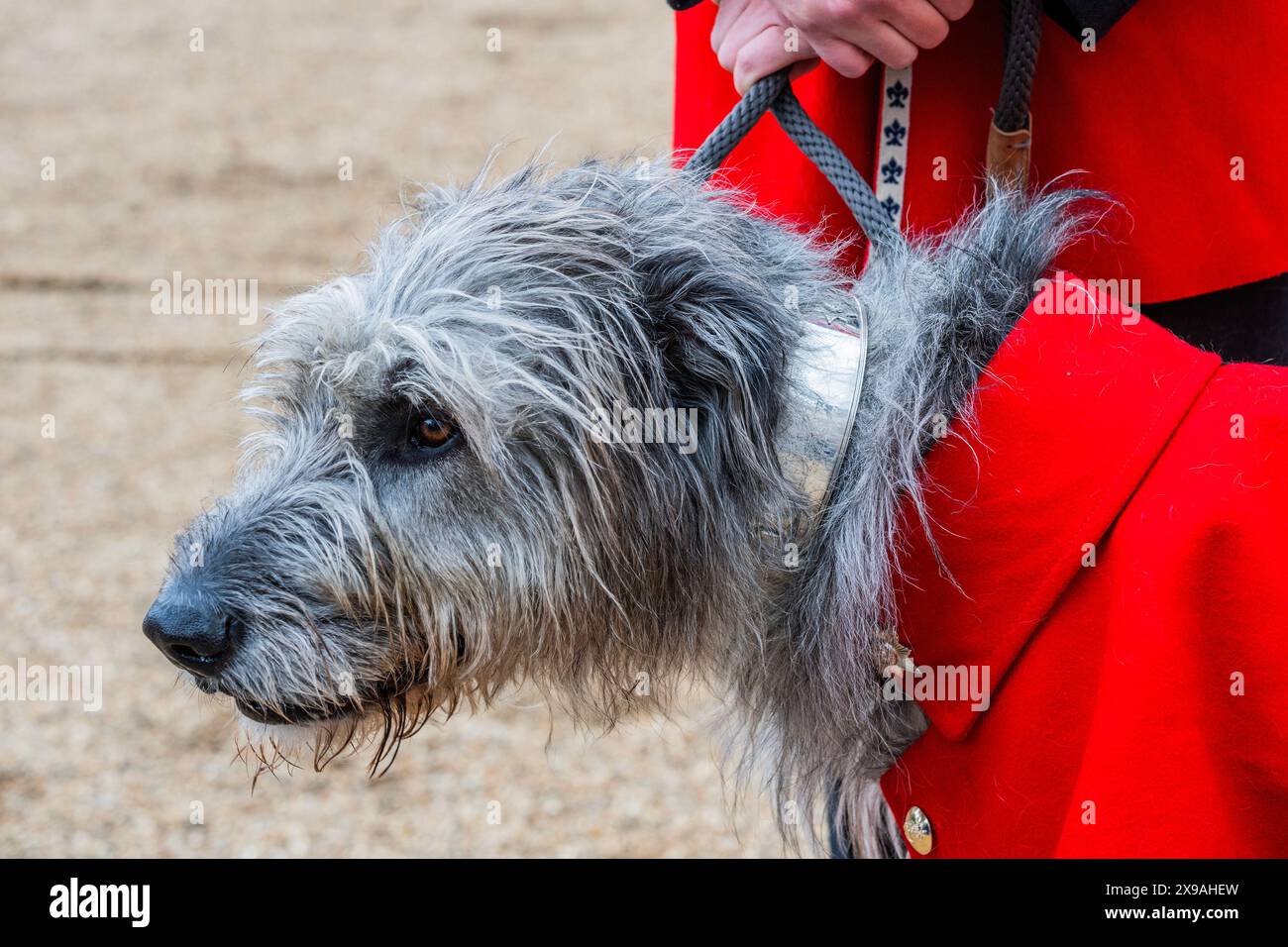 Londra, Regno Unito. 30 maggio 2024. Irish Guards Regimental Mascot, l'irlandese Wolfhound Turlough Mor (Seamus) con il suo gestore - la revisione della Brigata maggiore della Household Division per verificare che le truppe siano dello standard richiesto prima di esibirsi al pubblico le recensioni a biglietto culminanti con Trooping the Colour il 15 giugno. Numero 9 compagnia truppa i loro colori. Crediti: Guy Bell/Alamy Live News Foto Stock