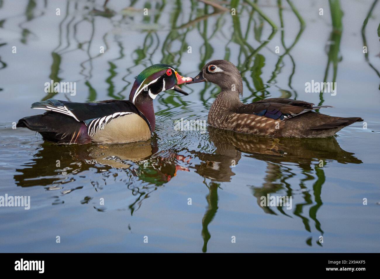 Wood Duck maschio e femmina Foto Stock