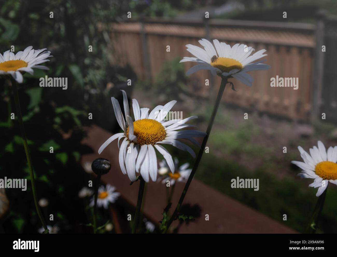 Fleabane Daisies che indica il cielo Foto Stock