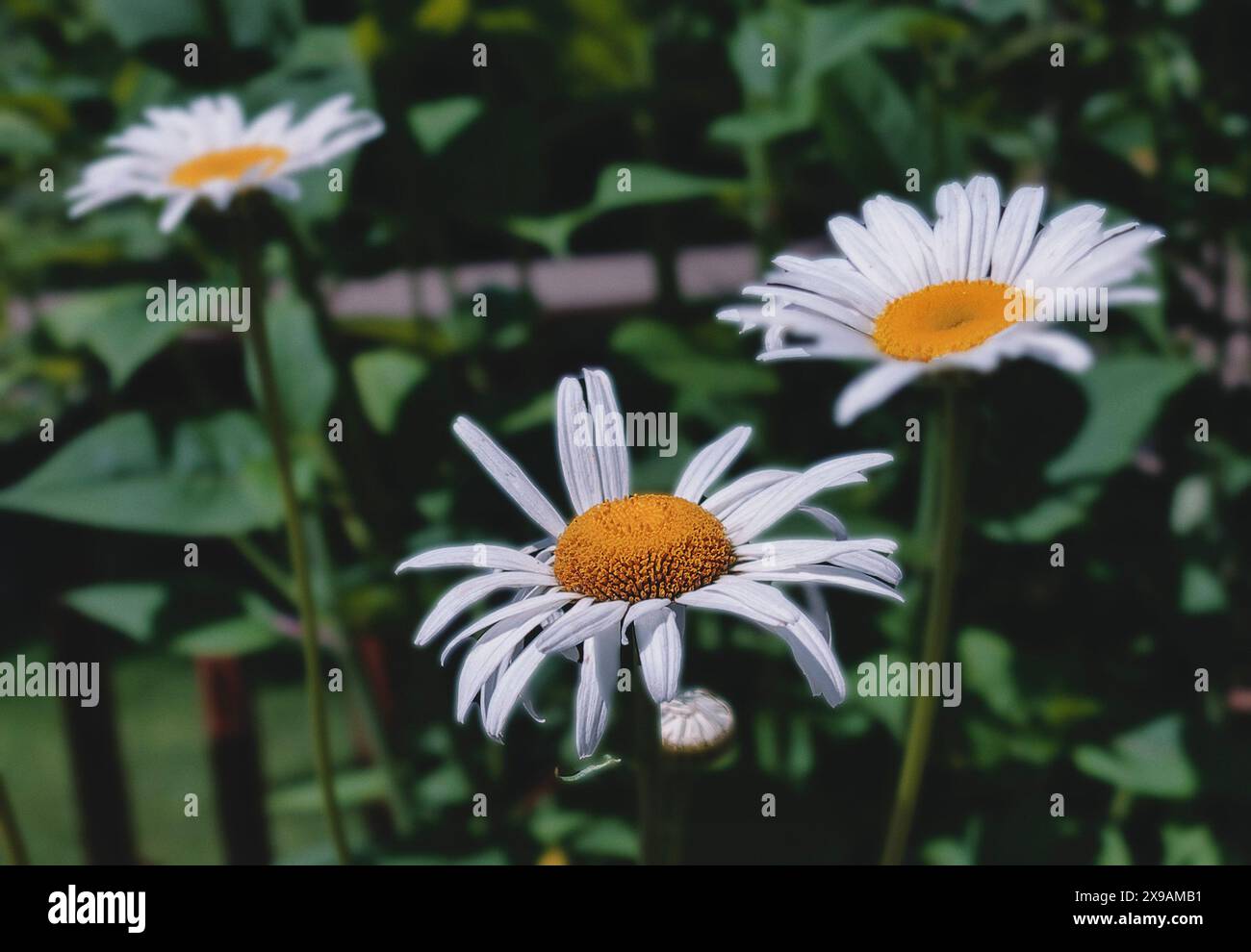 Fleabane Daisies che indica il cielo Foto Stock