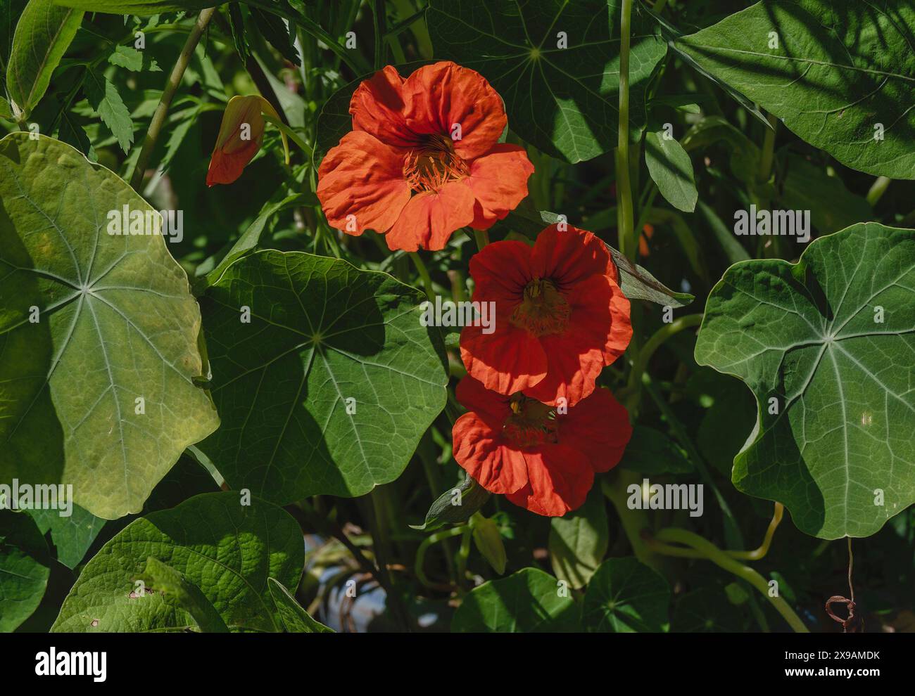 Nastertium arancione dai colori brillanti Foto Stock