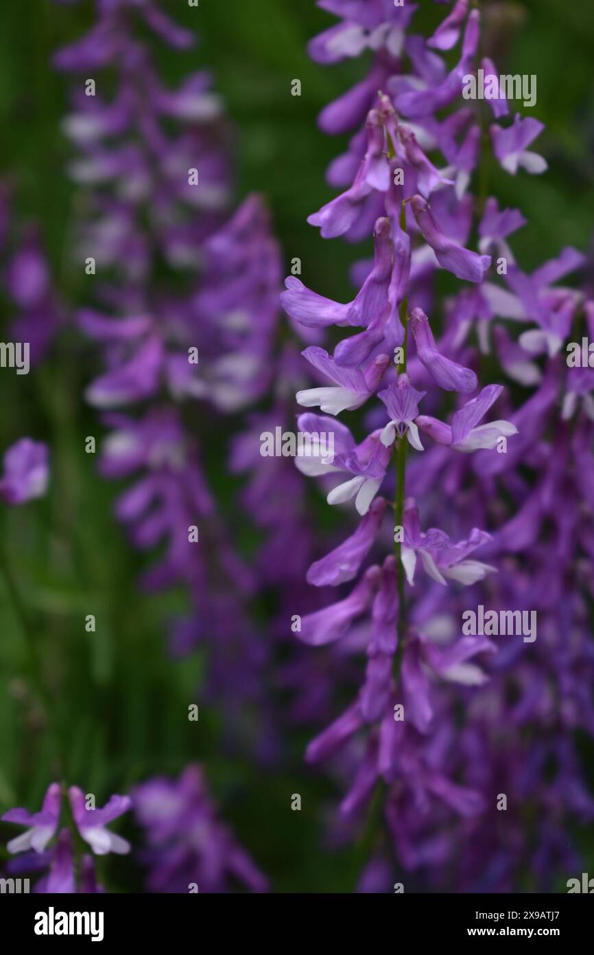 Fiori selvatici viola sull'isola di Mackinac Foto Stock