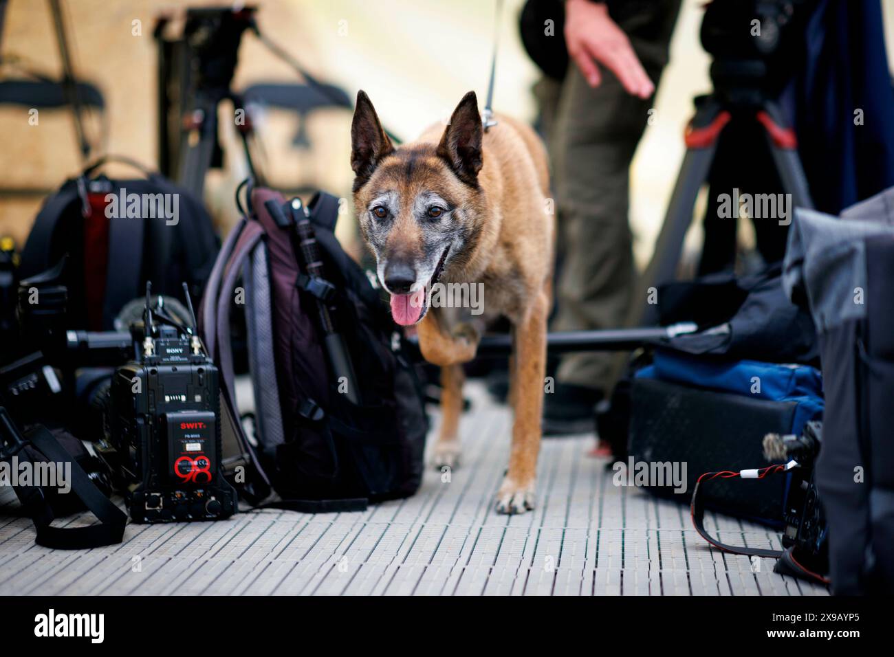 Pabrada, Litauen. 29 maggio 2024. Un cane di servizio lituano cerca esplosivi nelle attrezzature di giornalisti e visitatori internazionali in preparazione di una visita ministeriale. Registrato durante la maggiore esercitazione NATO Steadfast Defender e la componente tedesca Quadriga 2024 a Pabrade, il 29 maggio 2024. Credito: dpa/Alamy Live News Foto Stock