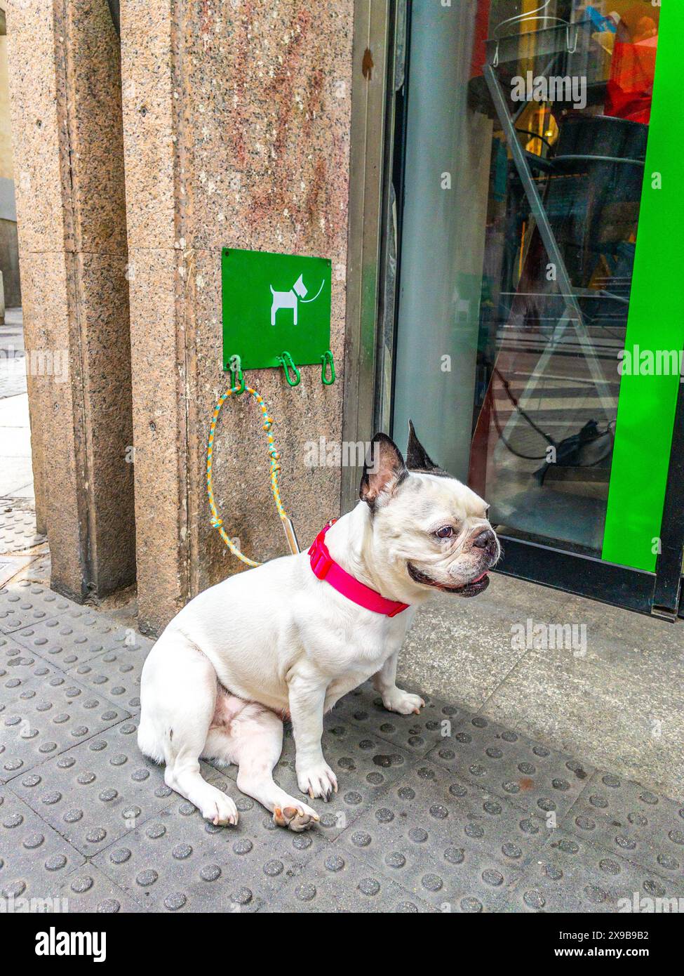 Un cane legato alla porta di un negozio, che aspetta accanto a un cartello con i moschettoni, che indica un'area di attesa designata per gli animali domestici. Foto Stock