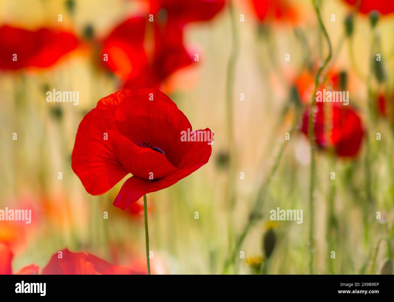 Un unico papavero con altro sfocato sullo sfondo Foto Stock