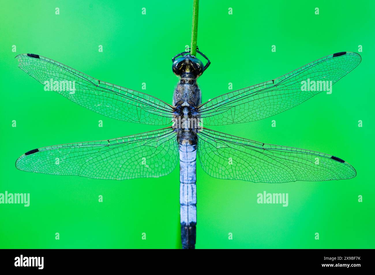 Italia, Lombardia, Dragonfly, Orthetrum albistylum Foto Stock