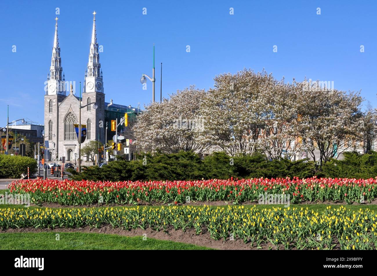 File di tulipani e alberi in fiore di ciliegio in mostra per l'annuale Festival dei tulipani nel Majors Hill Park. La basilica della cattedrale di Notre-Dame può essere vista sul Foto Stock