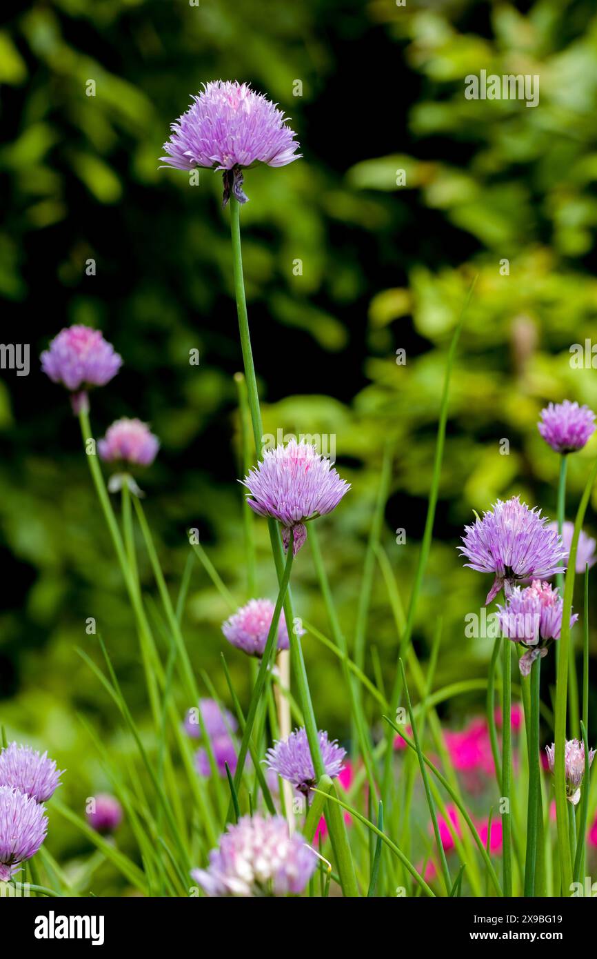 fiori rosa di erba cipollina alla luce del sole su sfondo sfocato Foto Stock