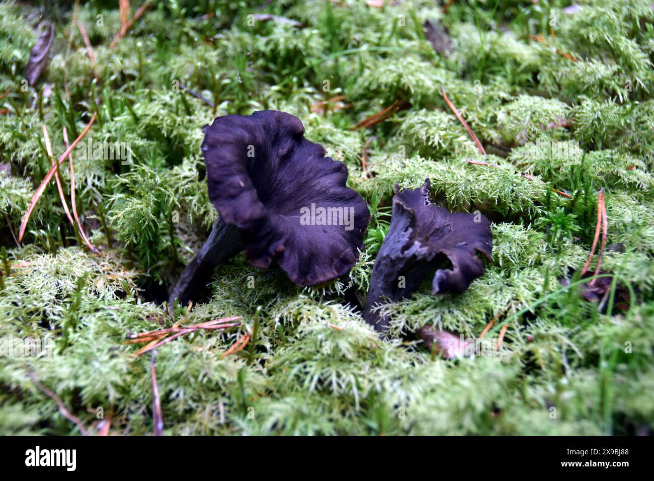 Funghi tromba neri, Craterellus cornucopioides, su un pavimento più floreale Foto Stock