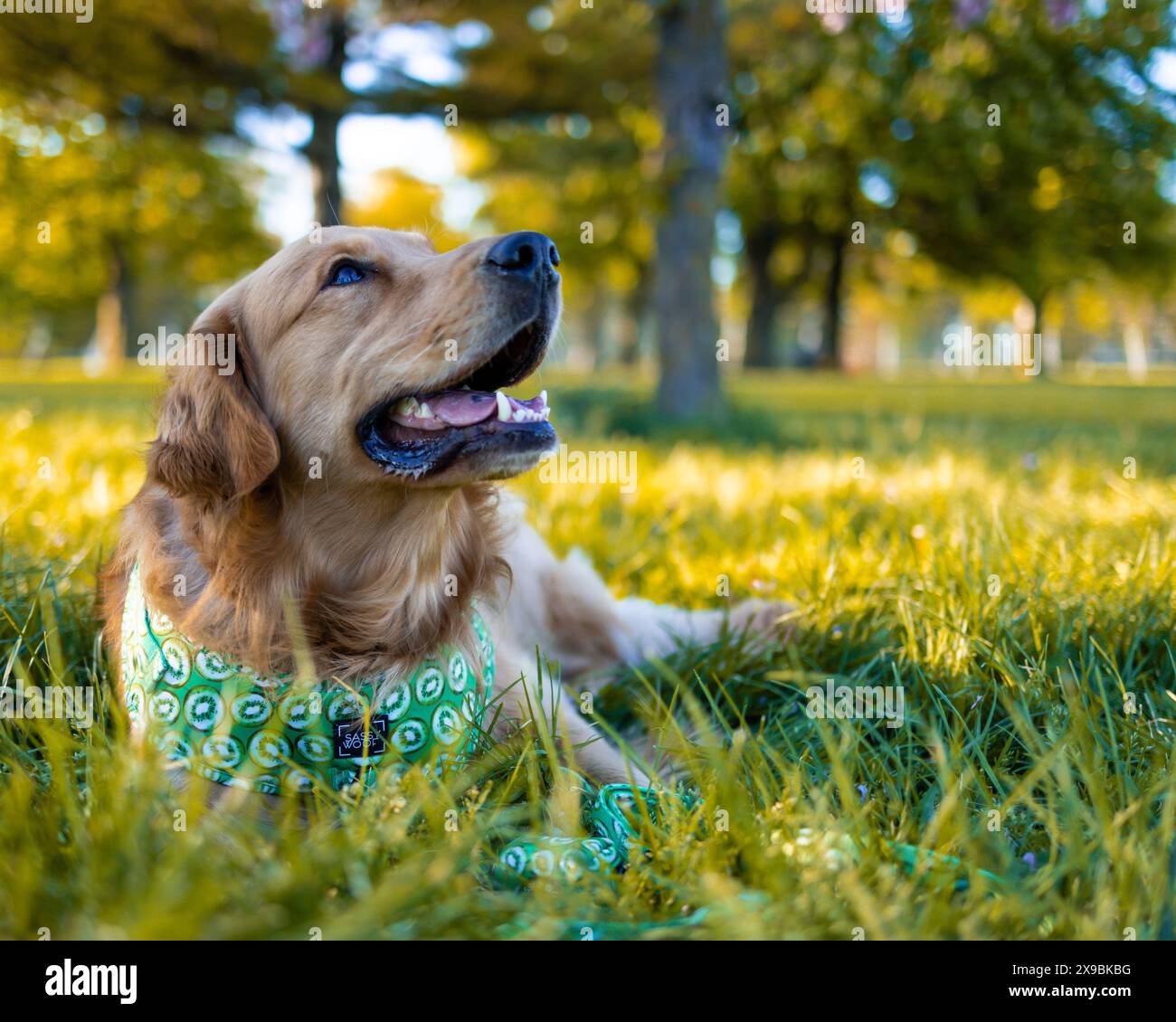 Cane Golden retriever che si rilassa sull'erba in una giornata di sole d'estate Foto Stock