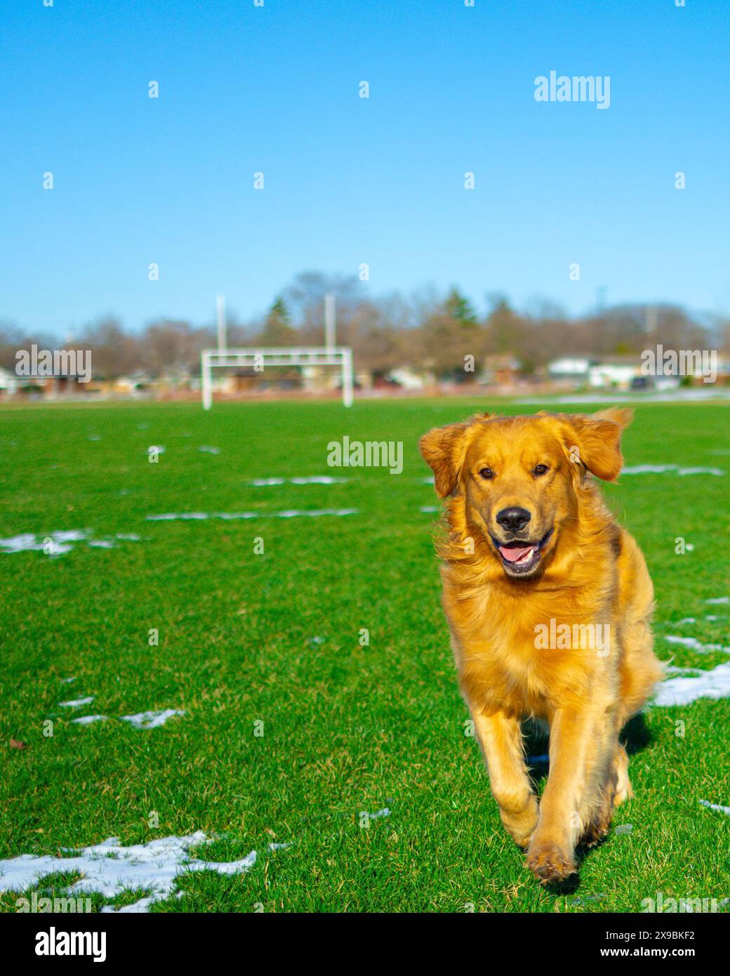 Il cane Golden Retriever corre nel campo di calcio in una giornata di sole Foto Stock