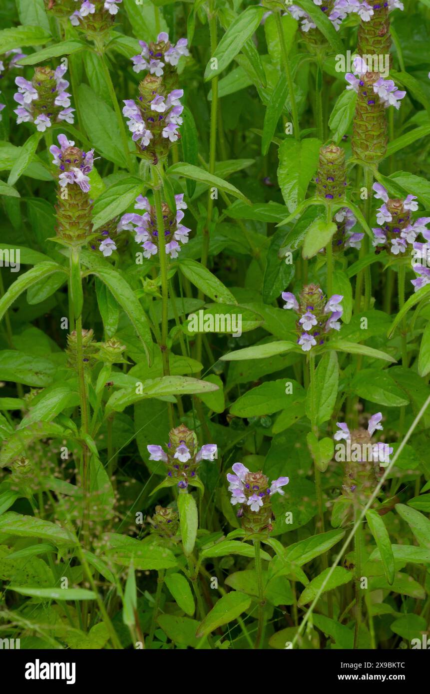 Selfheal comune, Prunella vulgaris Foto Stock