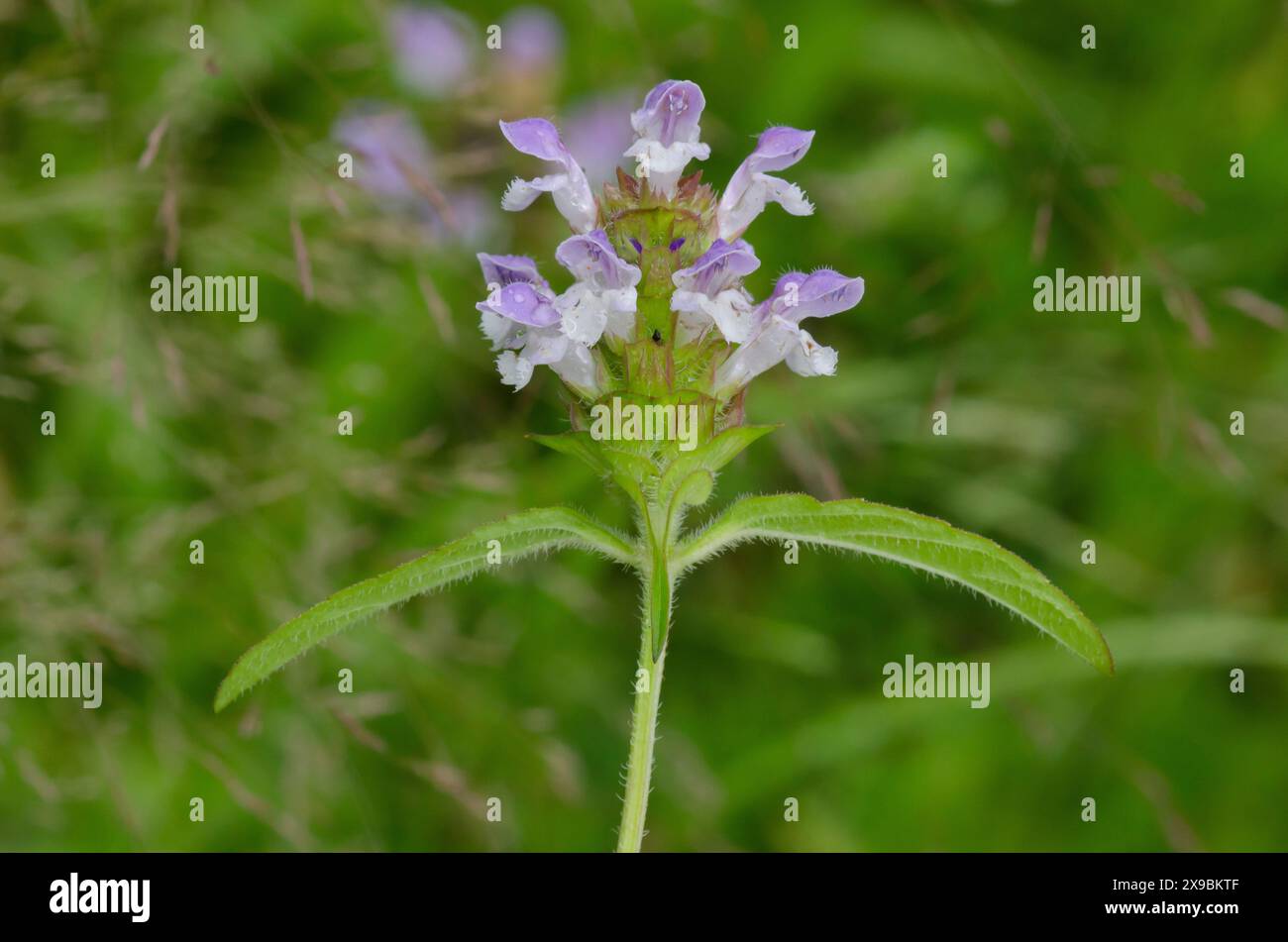 Selfheal comune, Prunella vulgaris Foto Stock