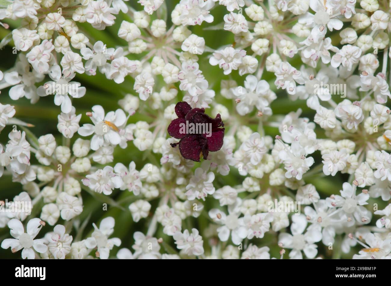 Il merletto della regina Anna, il carota di Daucus Foto Stock