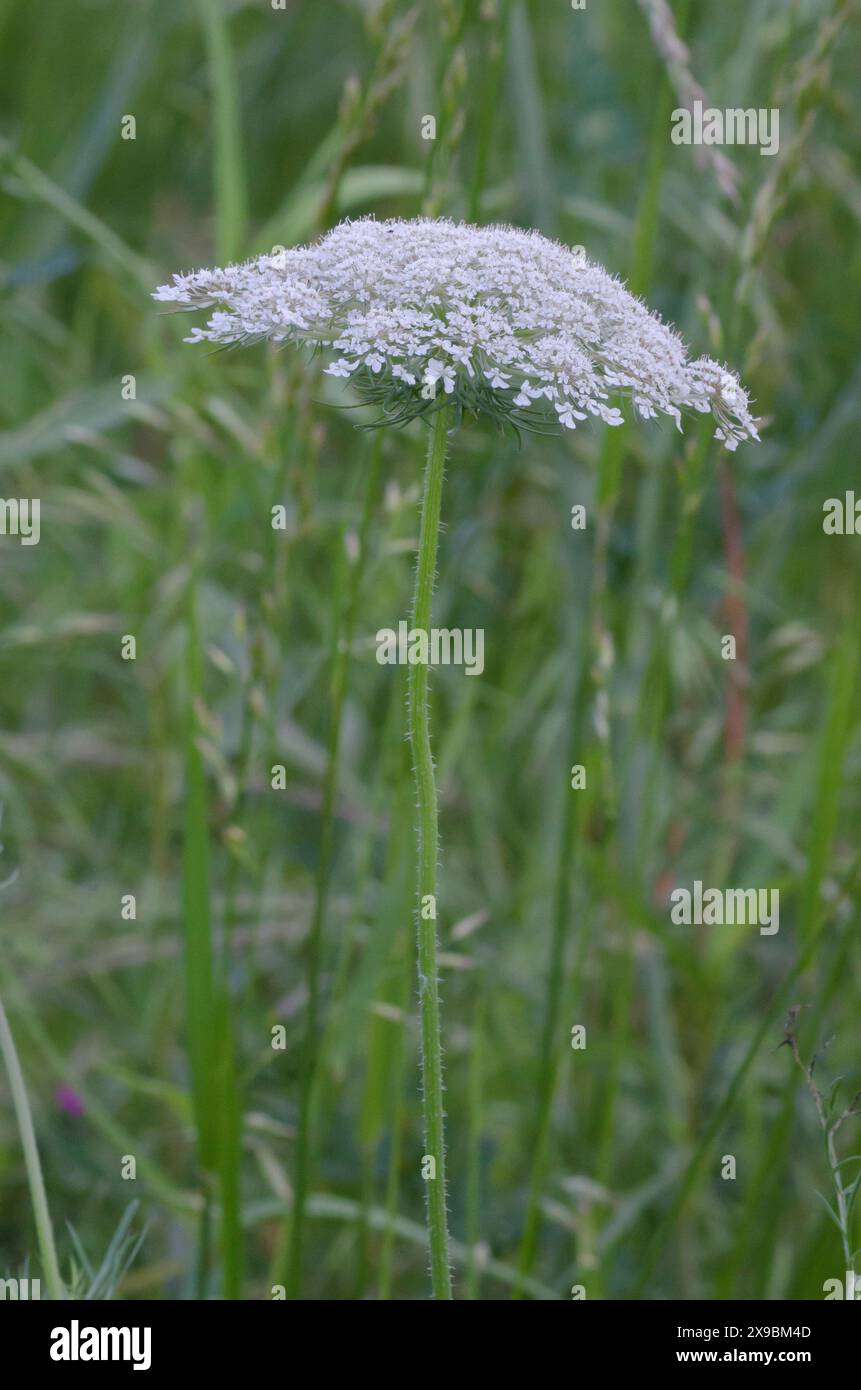 Il merletto della regina Anna, il carota di Daucus Foto Stock