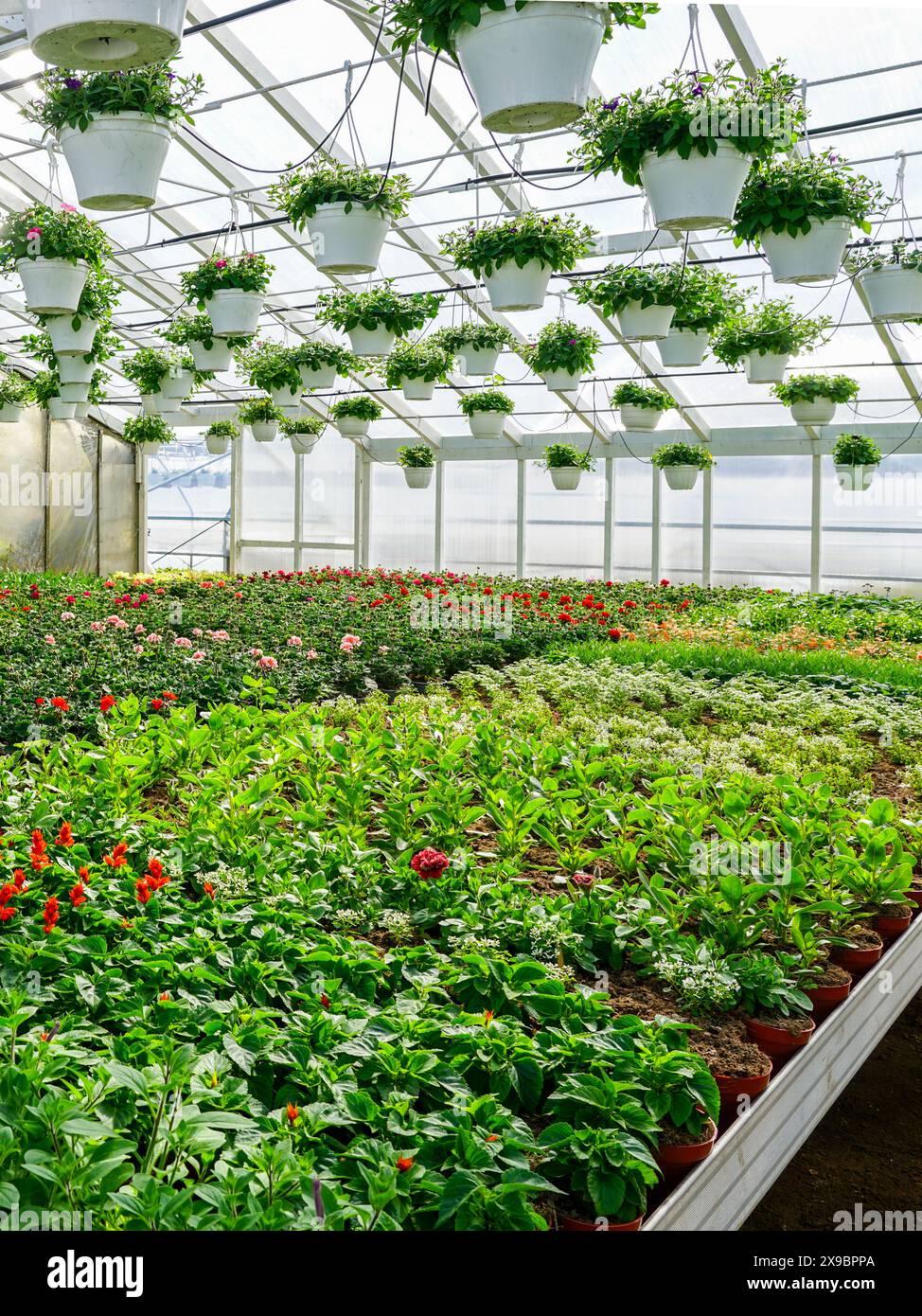 Moderno vivaio di fiori con molte piante di fiori colorate in vasi sugli scaffali e cesti appesi al soffitto Foto Stock