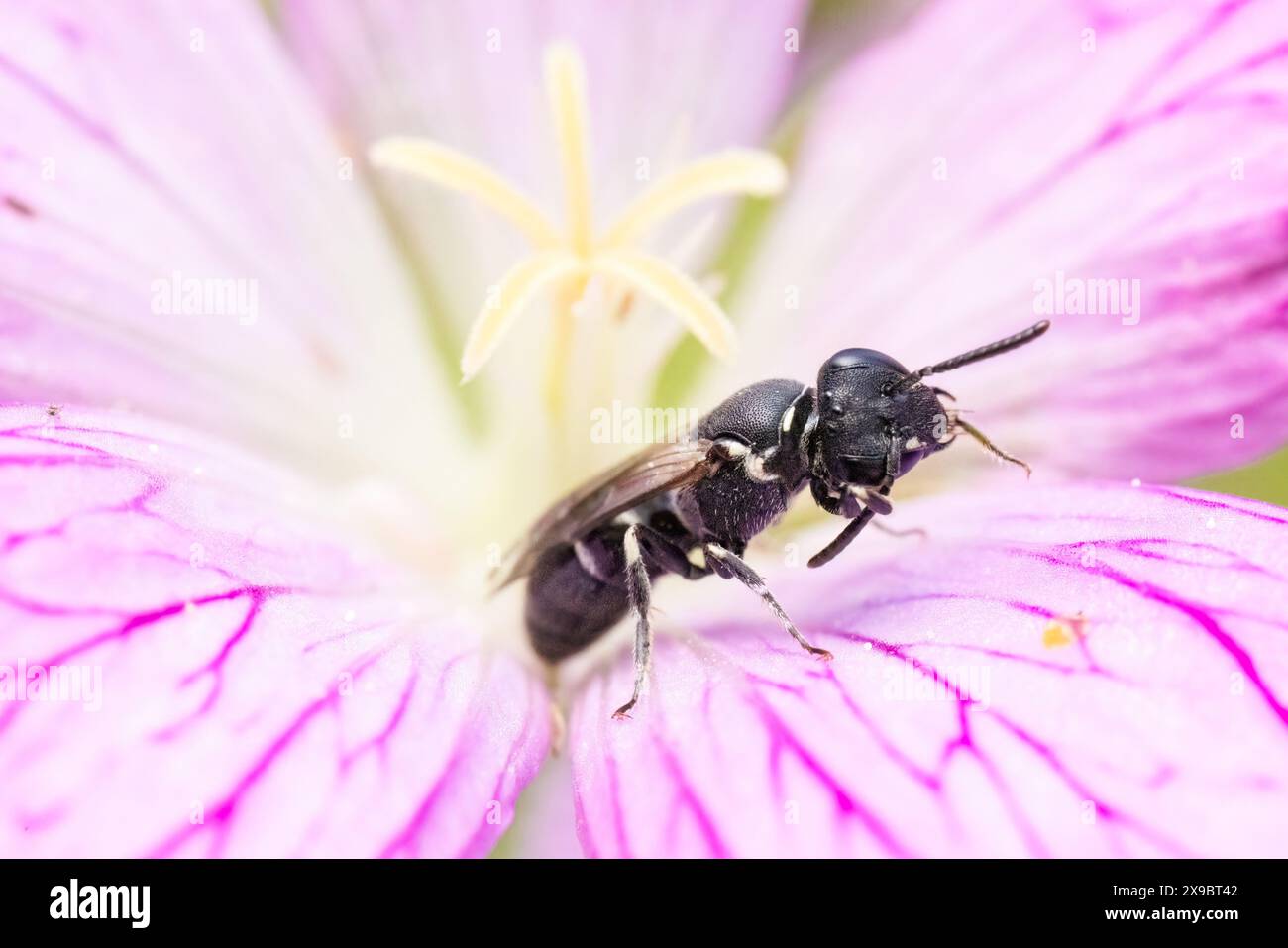 Una minuscola ape dalla faccia gialla che si prepara su un fiore di geranio in un giardino del Kent, nel Regno Unito. Foto Stock