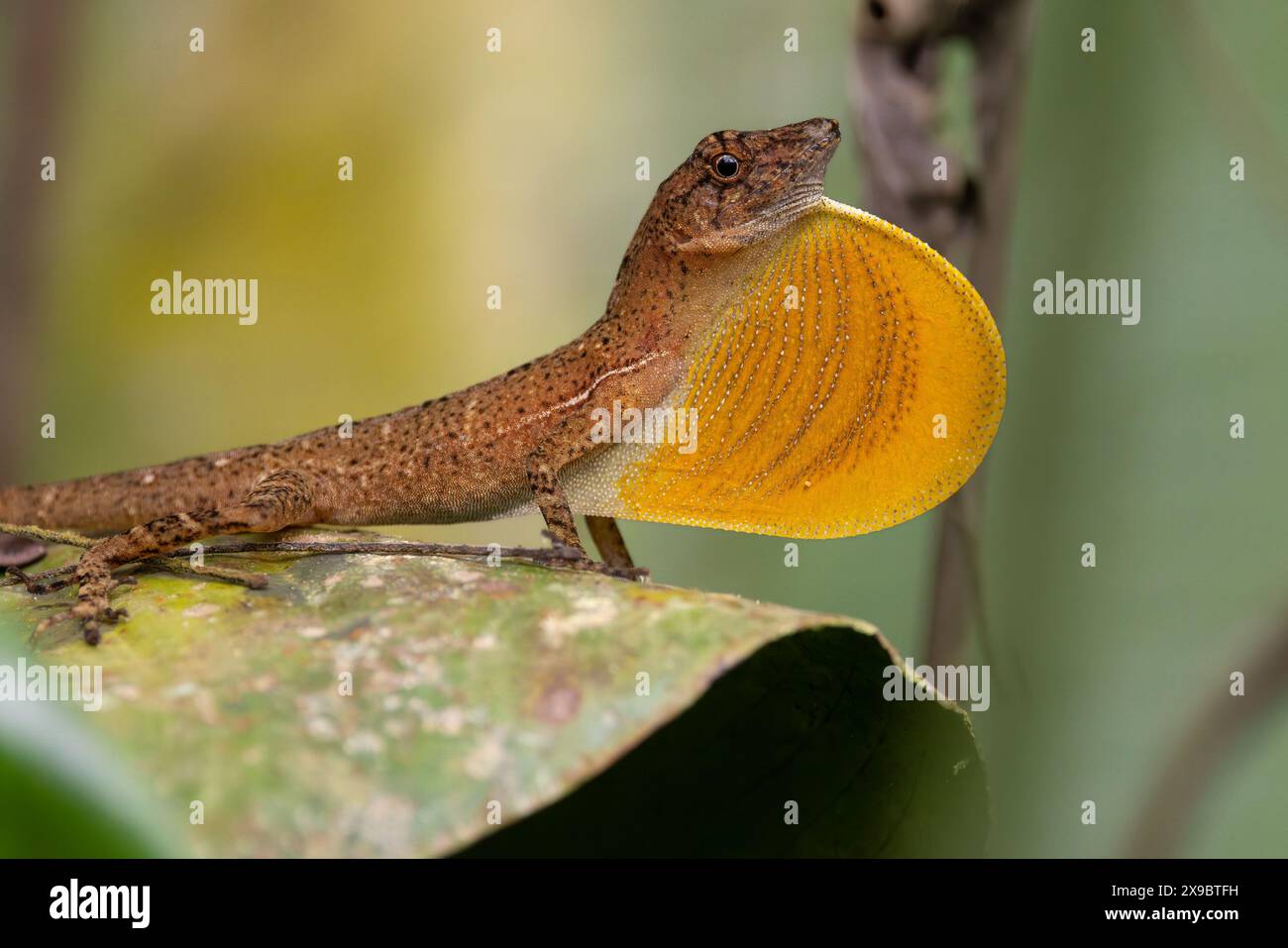Il display territoriale di Anole male in scala molto ampia: Gonfiando il suo lembo giallo di rugiada/gola e facendogli rimbalzare la testa. Osa Penninsular, Costa Rica. Foto Stock