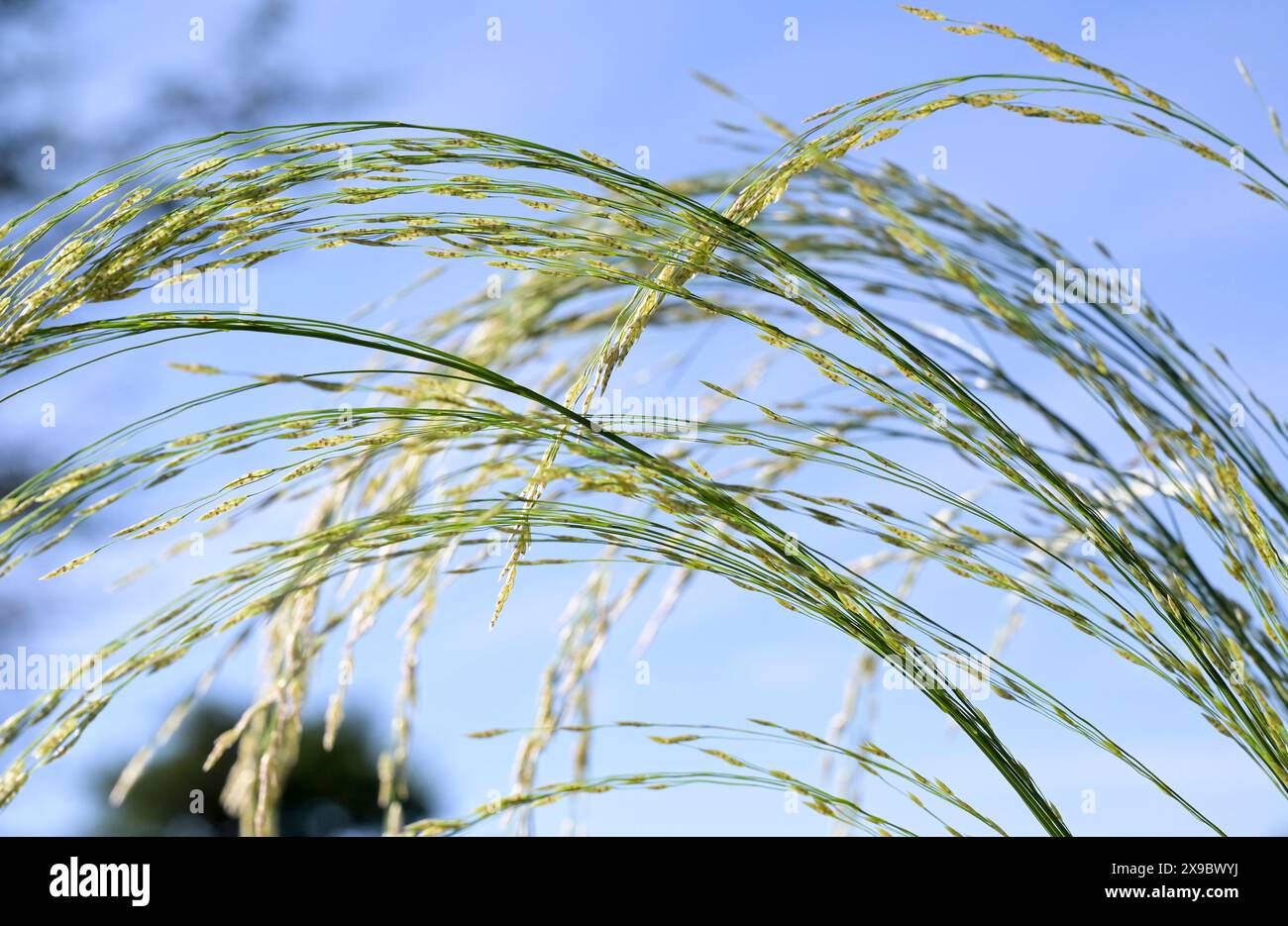 Etiopia, Etiopia centrale, città di Kibet, campi con Teff (Eragrostis tef) un miglio che è il cibo di base in Etiopia, la farina di teff viene utilizzata per preparare il piatto nazionale Injera, una focaccia acida fermentata simile a un pancake con una consistenza leggermente spugnosa, tradizionalmente fatta di farina di teff Foto Stock